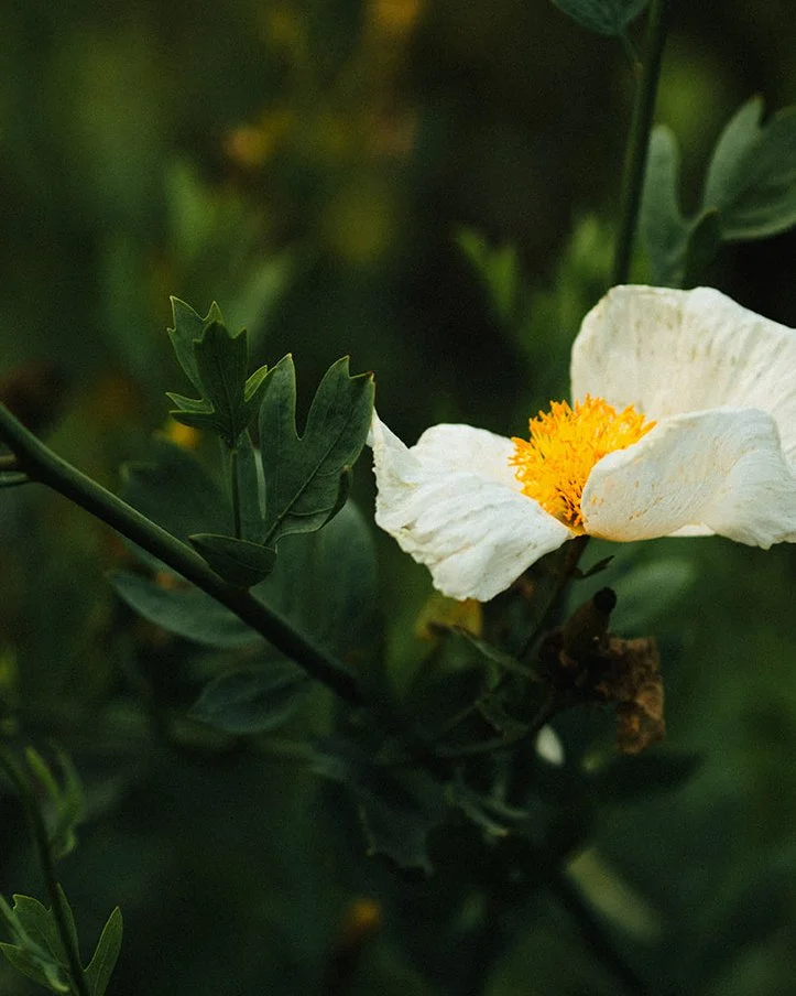 DianaRotheryWeddings_Sausalito Willow Camp Wedding-90.jpg