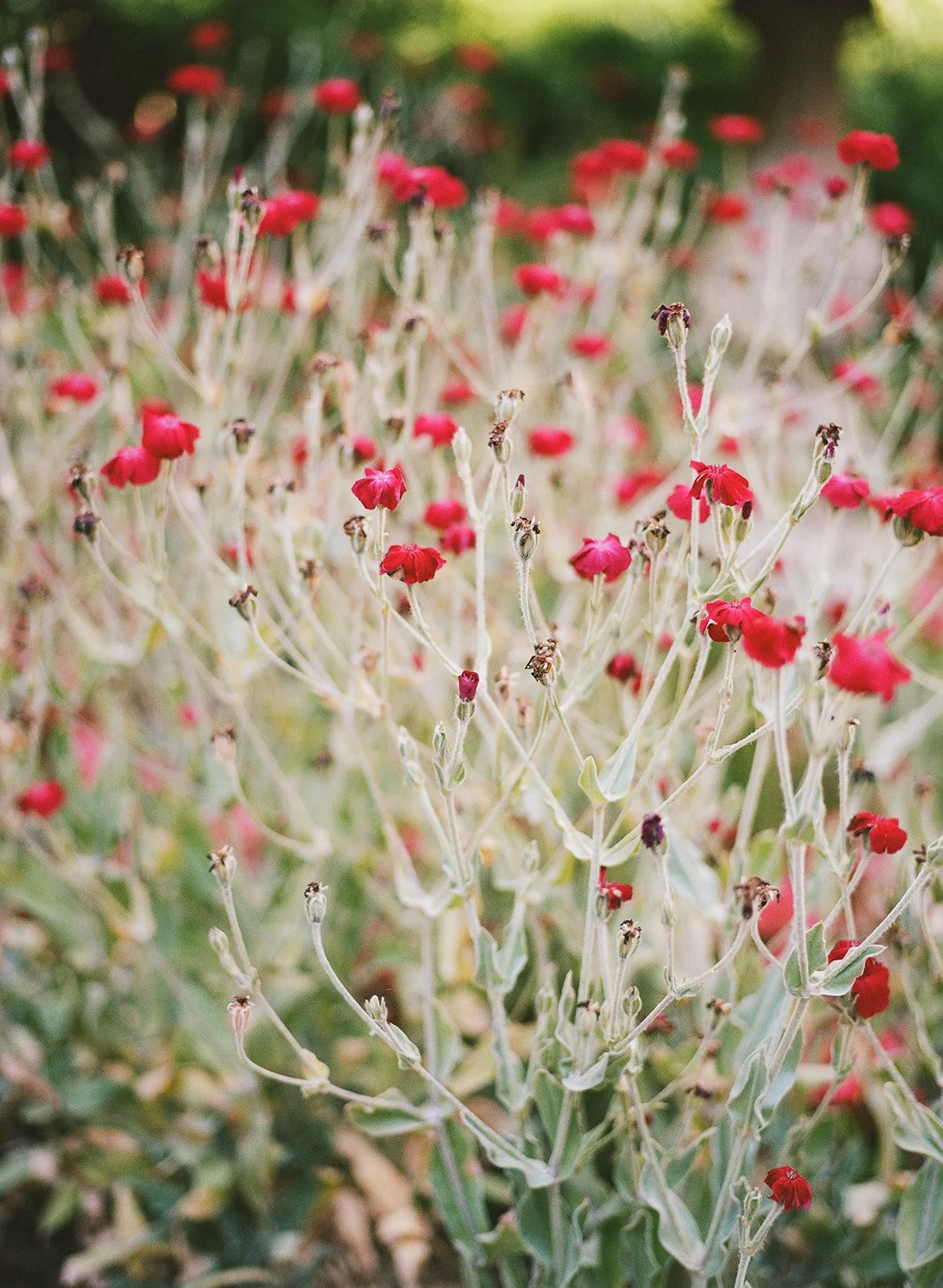 DianaRotheryWeddings_San Francisco Flood Mansion Wedding-43.jpg