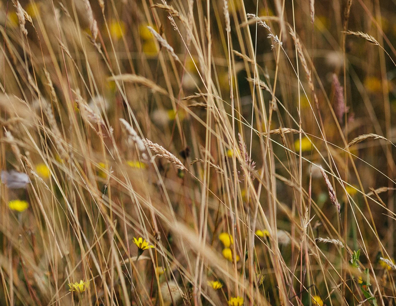 DianaRotheryWeddings_Switzer Farm Wedding-14.jpg