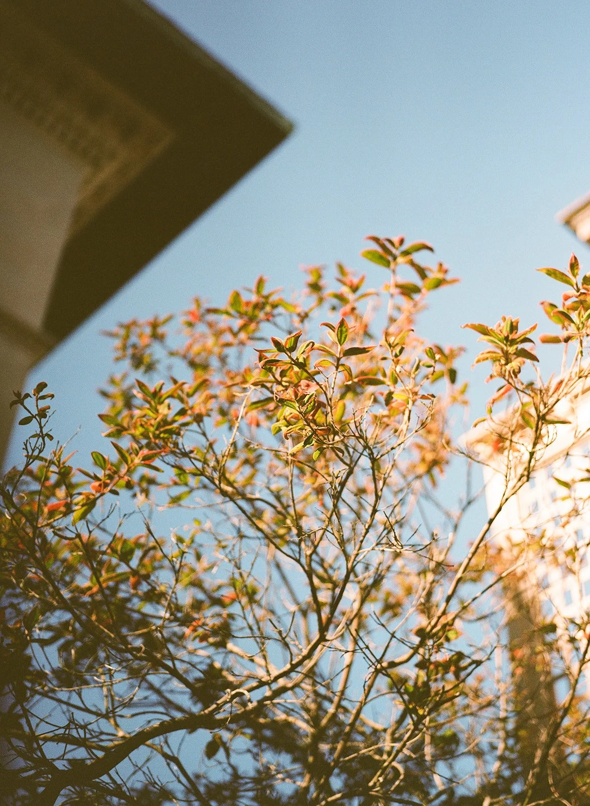 DianaRotheryWeddings_San Francisco Flood Mansion Wedding-41.jpg