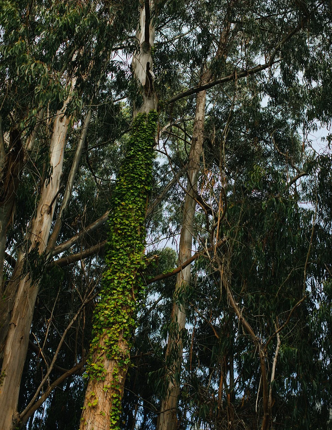 DianaRotheryWeddings_Switzer Farm Wedding-15.jpg