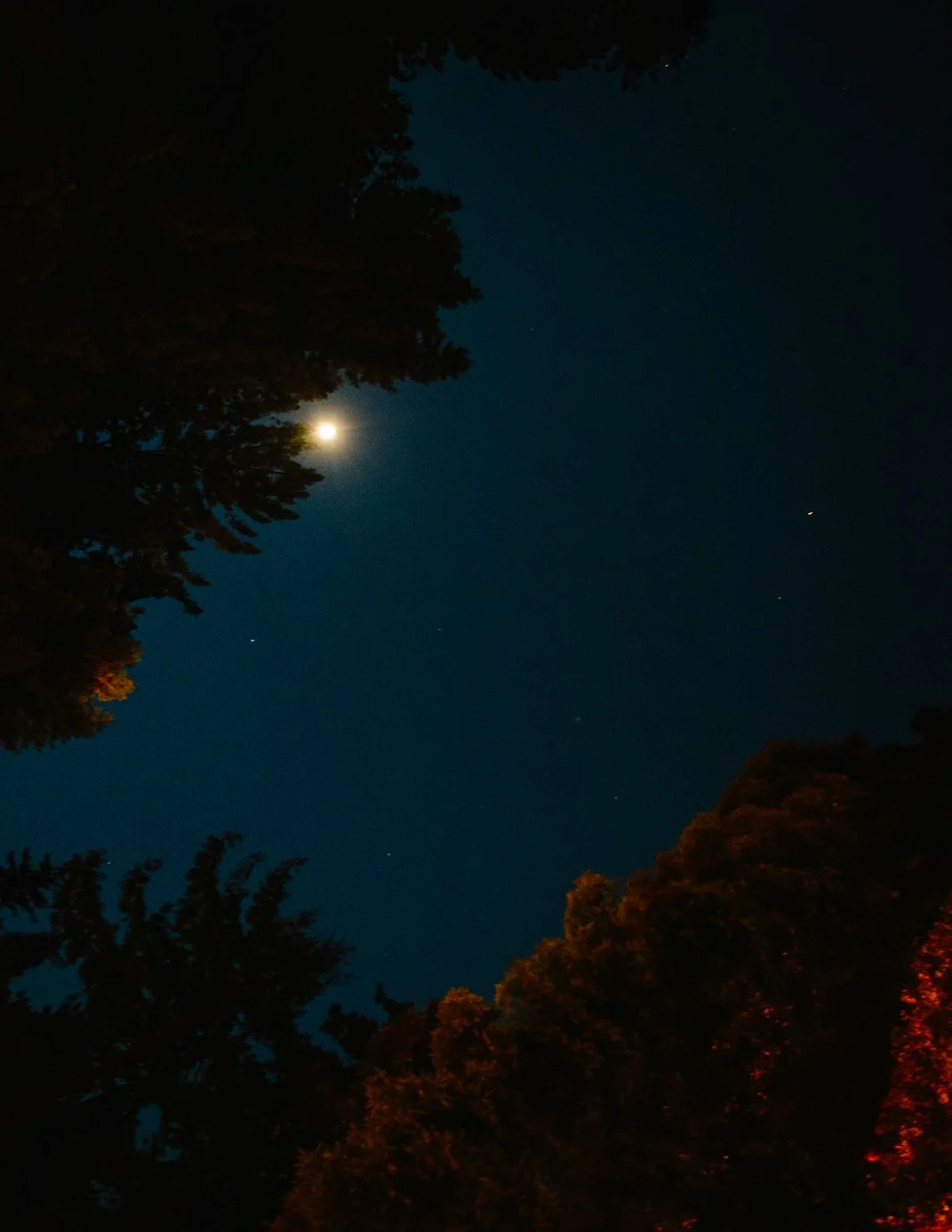 DianaRotheryWeddings_Henry Miller Library Big Sur Wedding-108.jpg