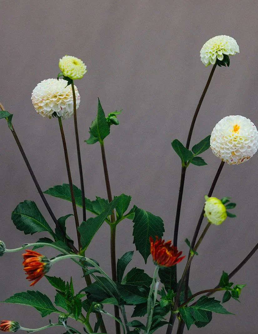 DianaRotheryWeddings_Orcas Island Wedding-15.jpg