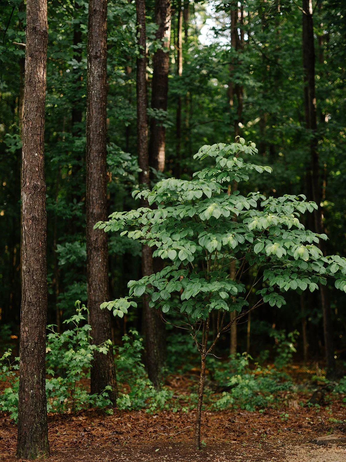 DianaRotheryWeddings_North Carolina Grove Wedding-71.jpg