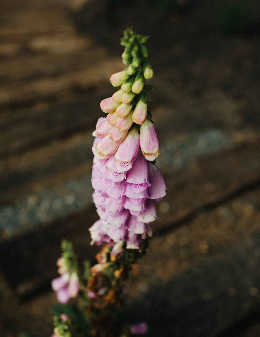 DianaRotheryWeddings_Switzer Farm Wedding-54.jpg