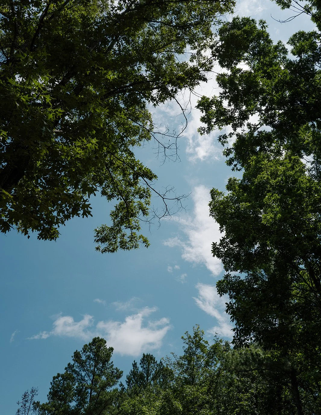 DianaRotheryWeddings_North Carolina Grove Wedding-3.jpg