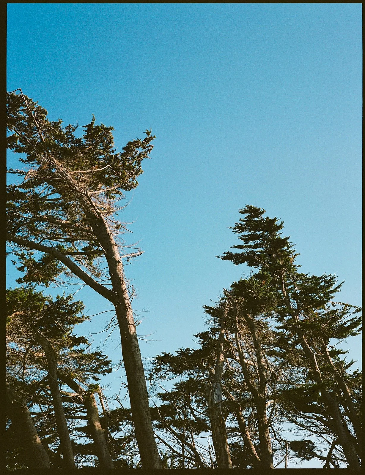 DianaRotheryWeddings_Sea Ranch Wedding-5.jpg