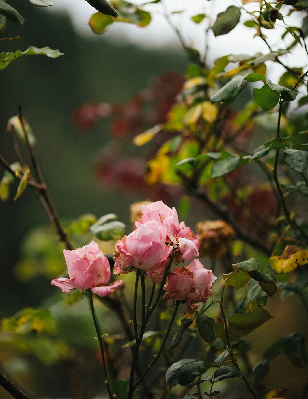 DianaRotheryWeddings_Orcas Island Wedding-16.jpg