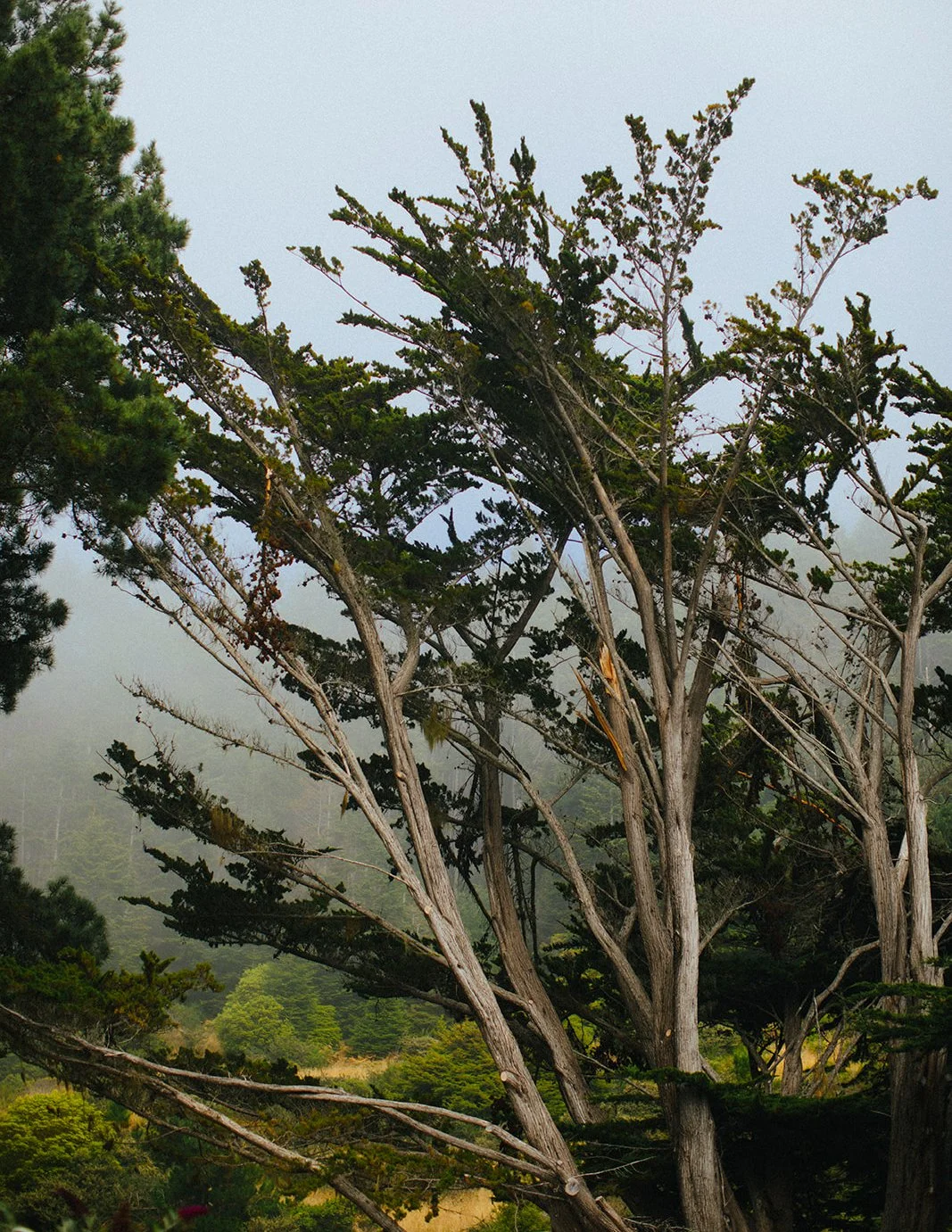 DianaRotheryWeddings_Switzer Farm Wedding-22.jpg