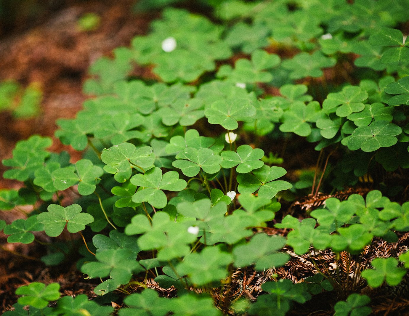 DianaRotheryWeddings_Henry Miller Library Big Sur Wedding-57.jpg