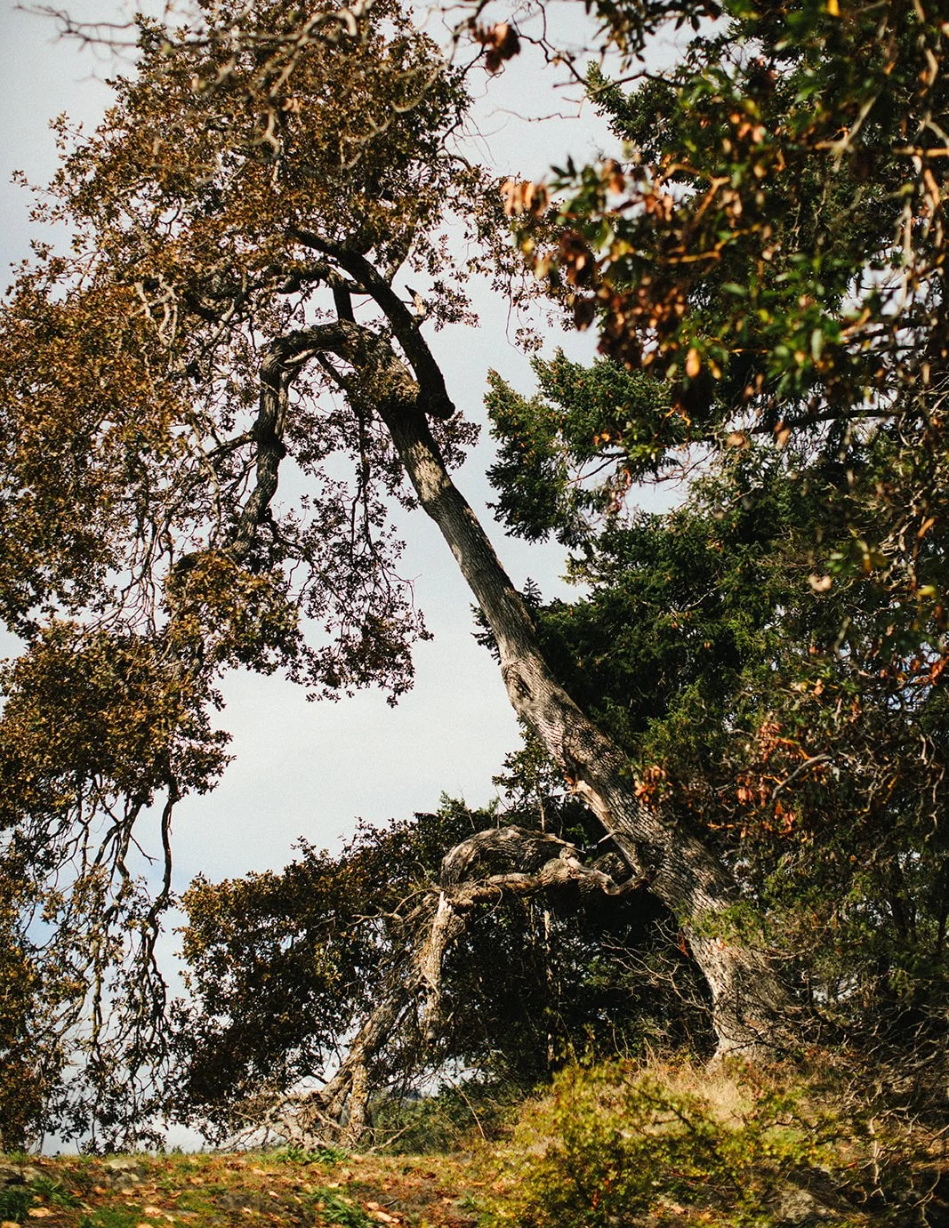 DianaRotheryWeddings_Orcas Island Wedding-9.jpg