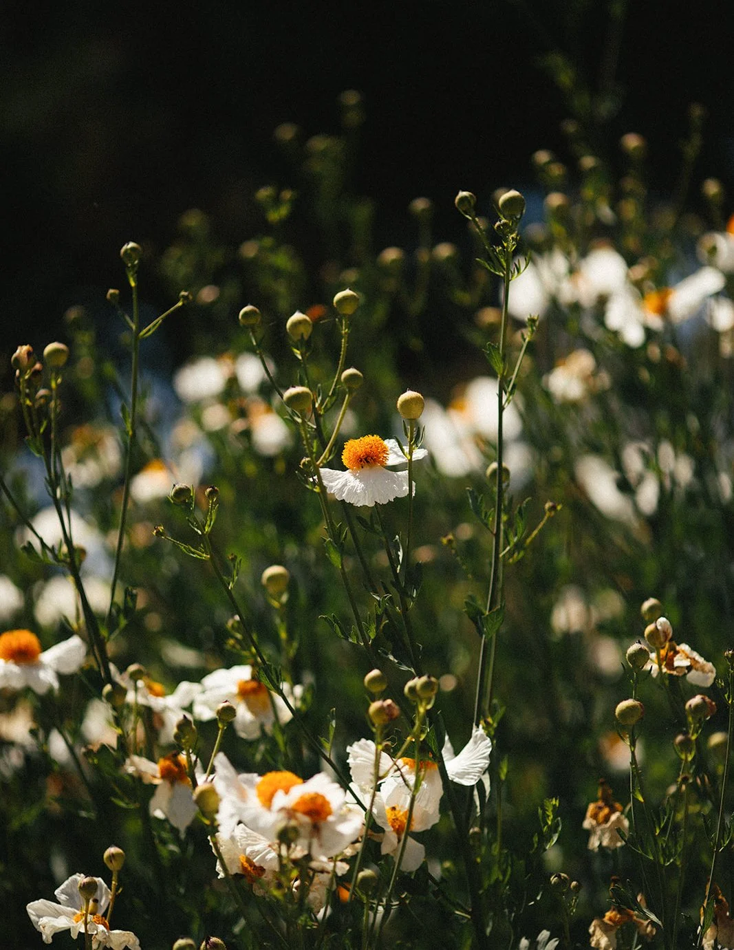 DianaRotheryWeddings_Henry Miller Library Big Sur Wedding-16.jpg