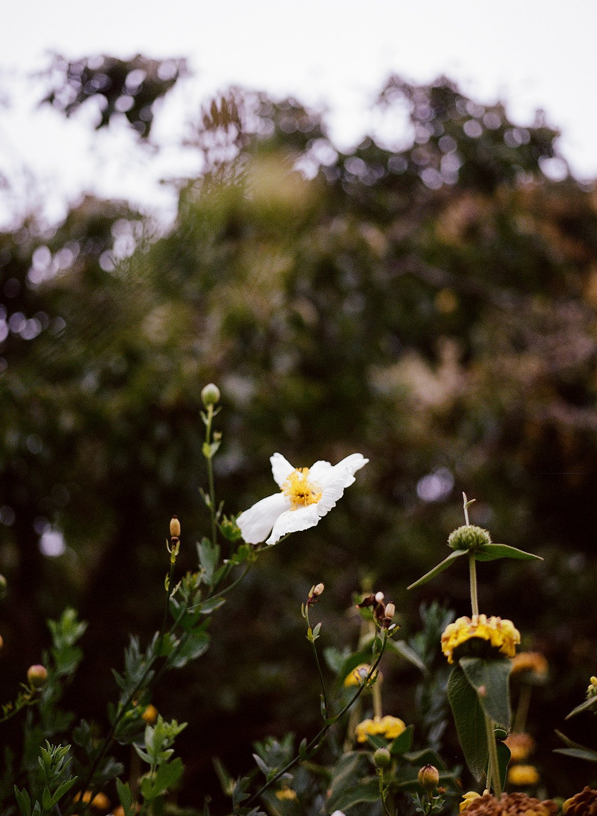 DianaRotheryWeddings_Sausalito Willow Camp Wedding-1.jpg