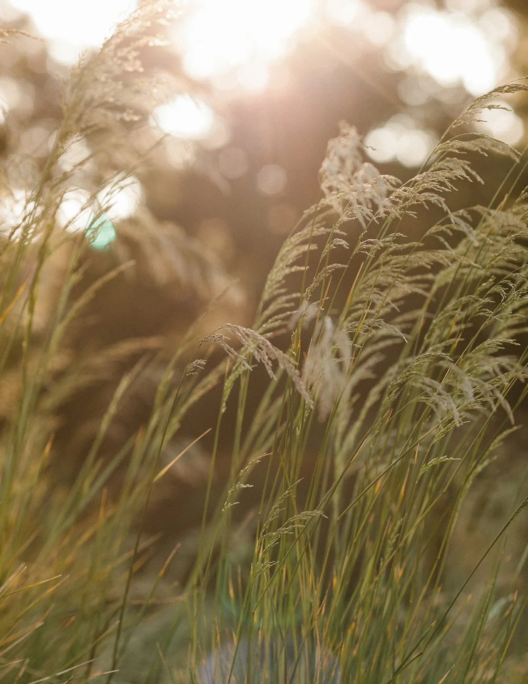 DianaRotheryWeddings_Sea Ranch Wedding-94.jpg