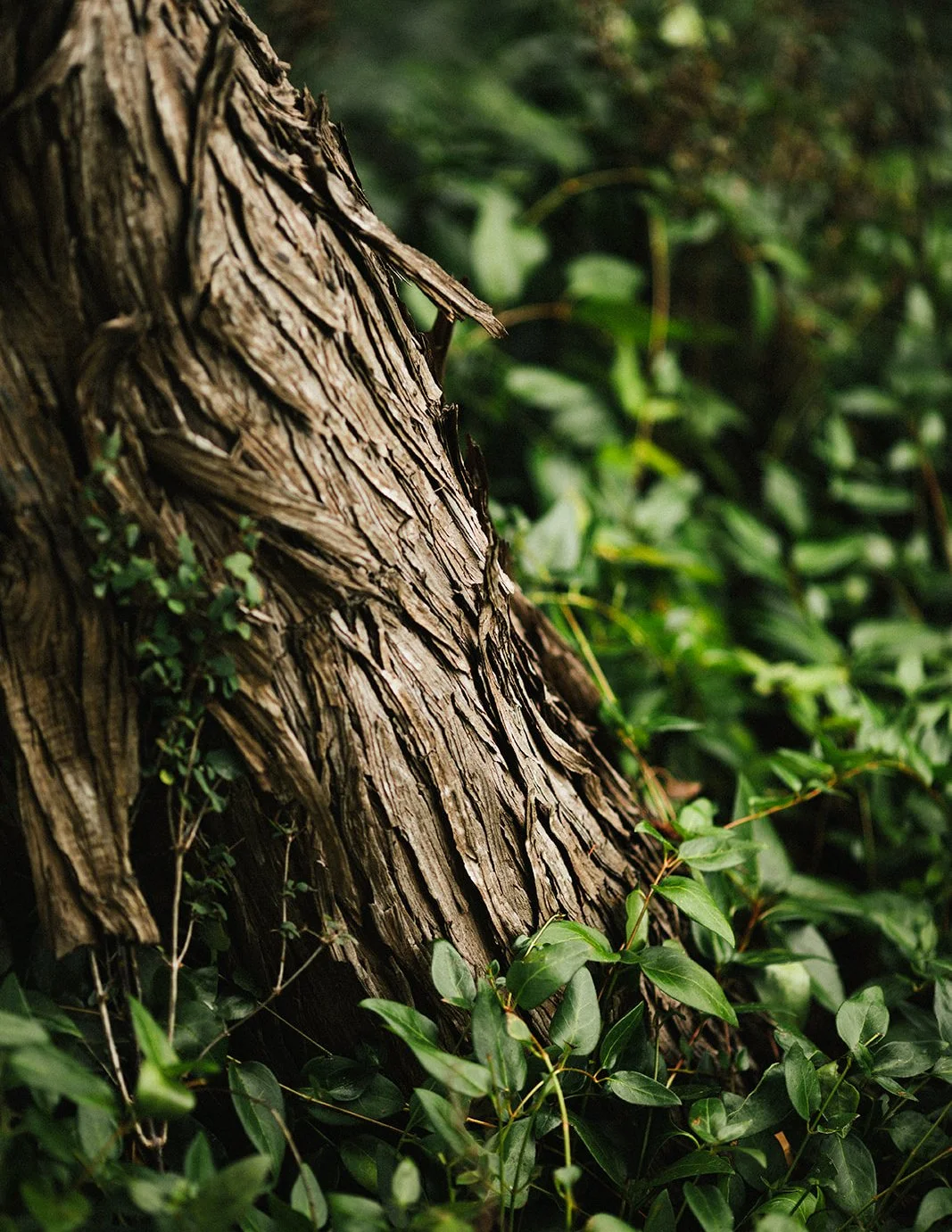 DianaRotheryWeddings_Orcas Island Wedding-11.jpg