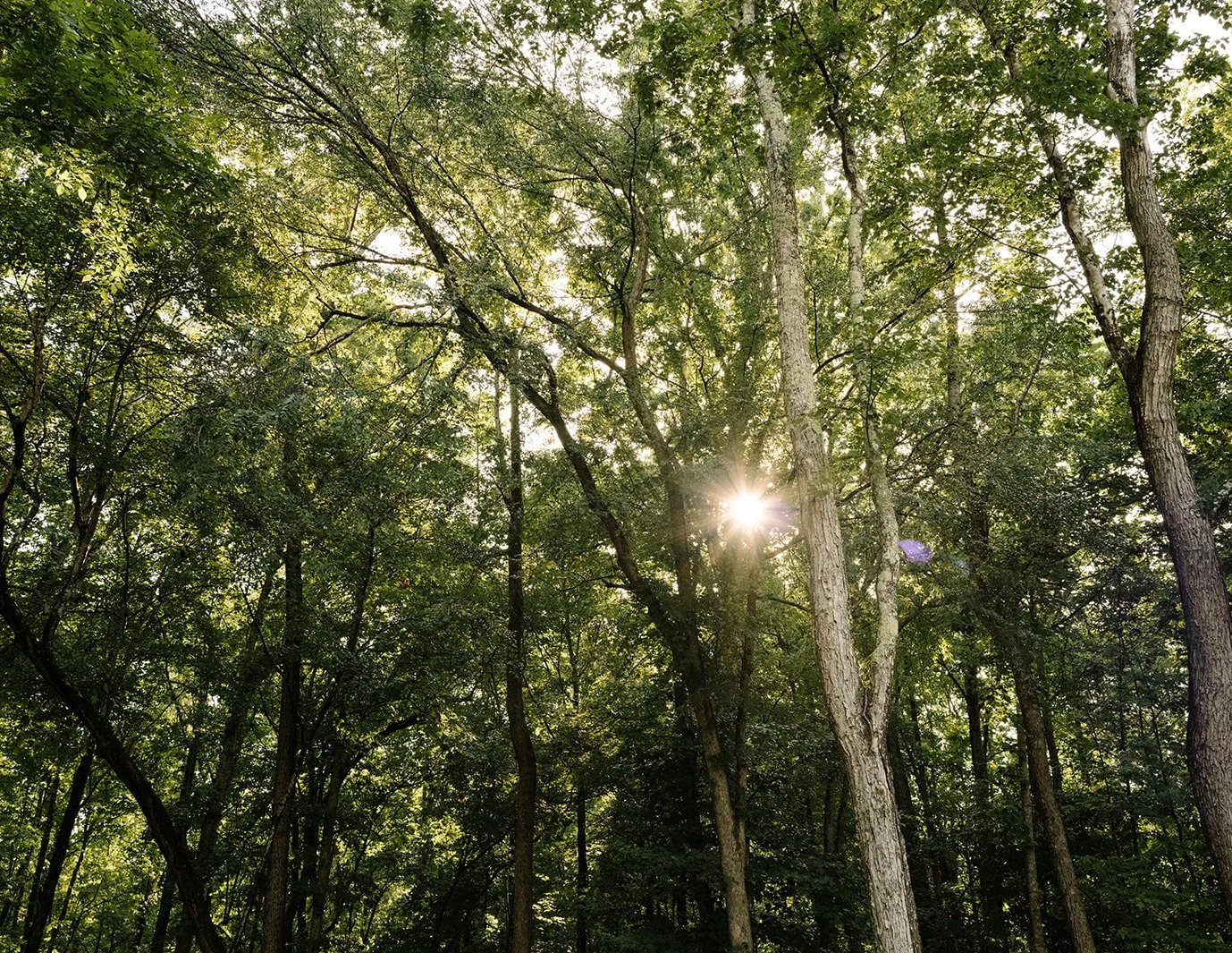 DianaRotheryWeddings_North Carolina Grove Wedding-72.jpg