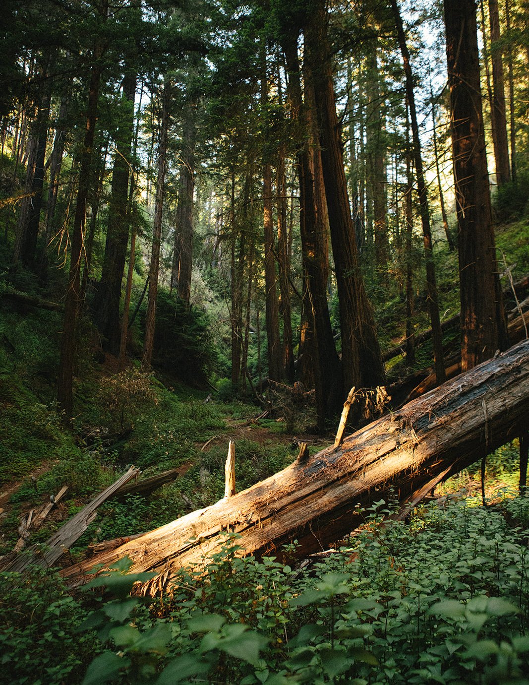 DianaRotheryWeddings_Henry Miller Library Big Sur Wedding-58.jpg