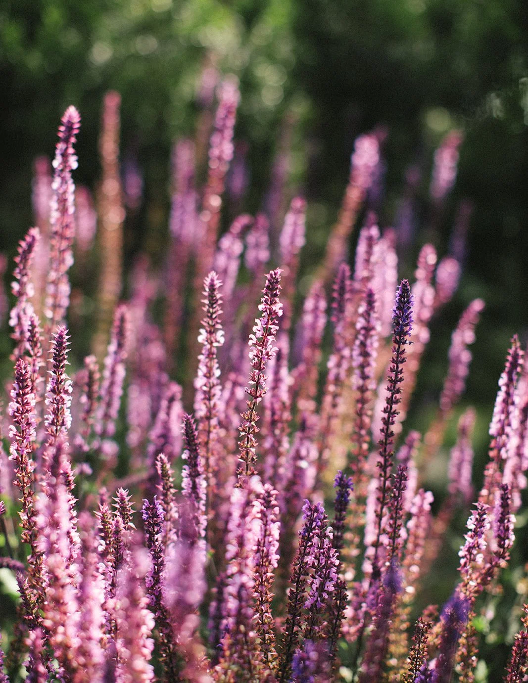 DianaRotheryWeddings_Switzer Farm Wedding-51.jpg