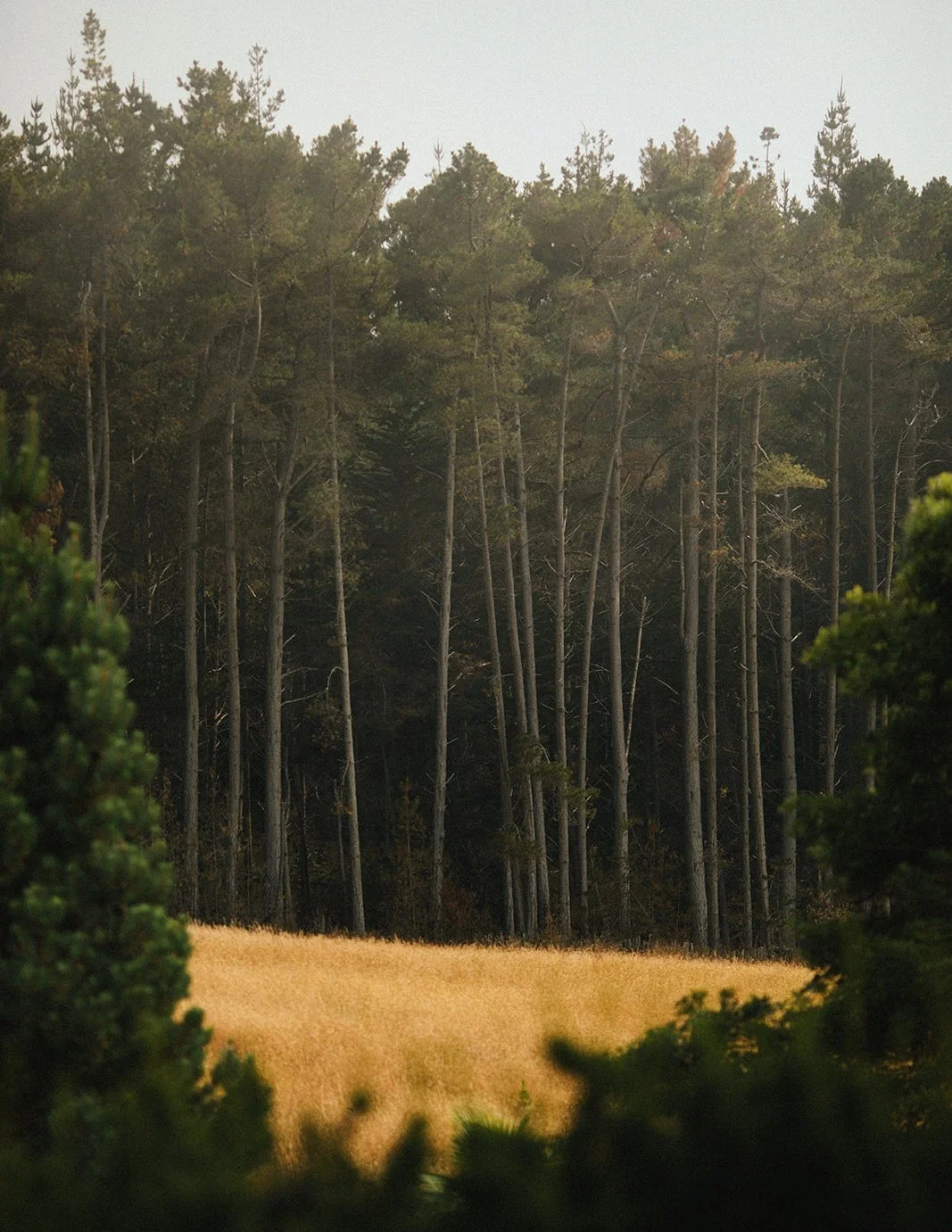 DianaRotheryWeddings_Switzer Farm Wedding-55.jpg