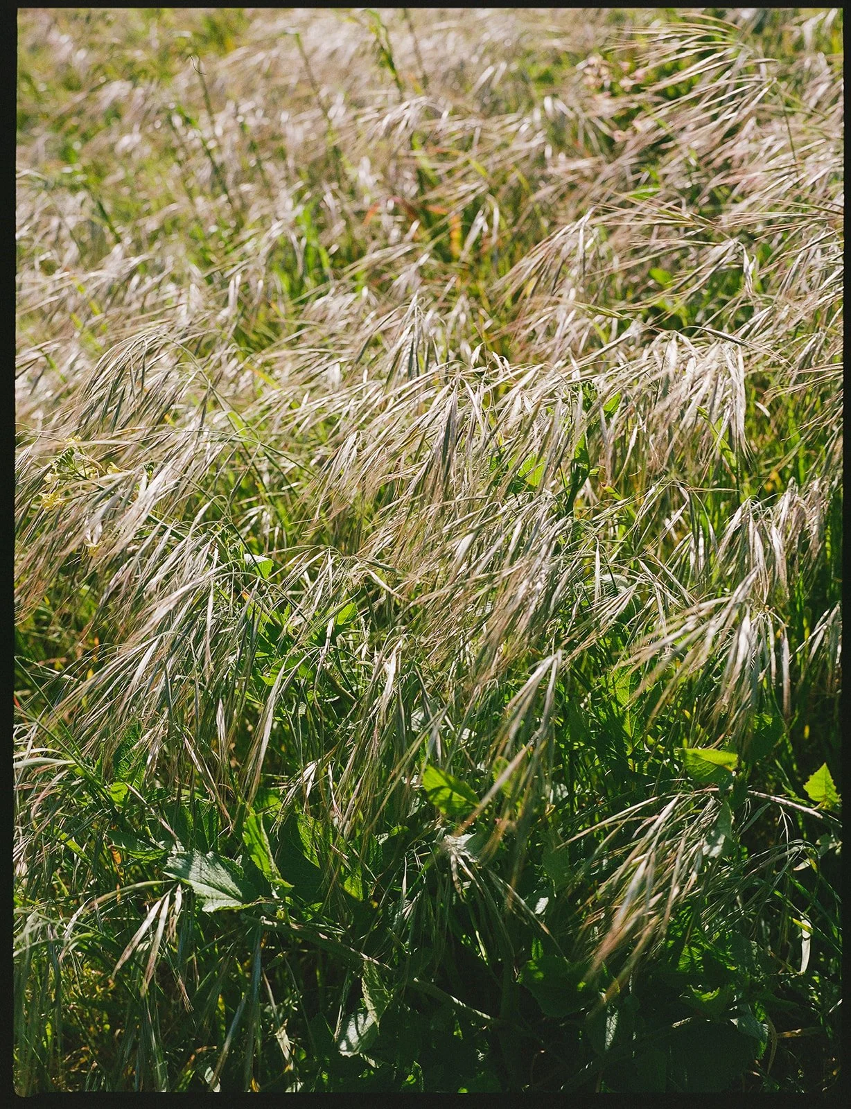 DianaRotheryWeddings_Sea Ranch Wedding-4.jpg