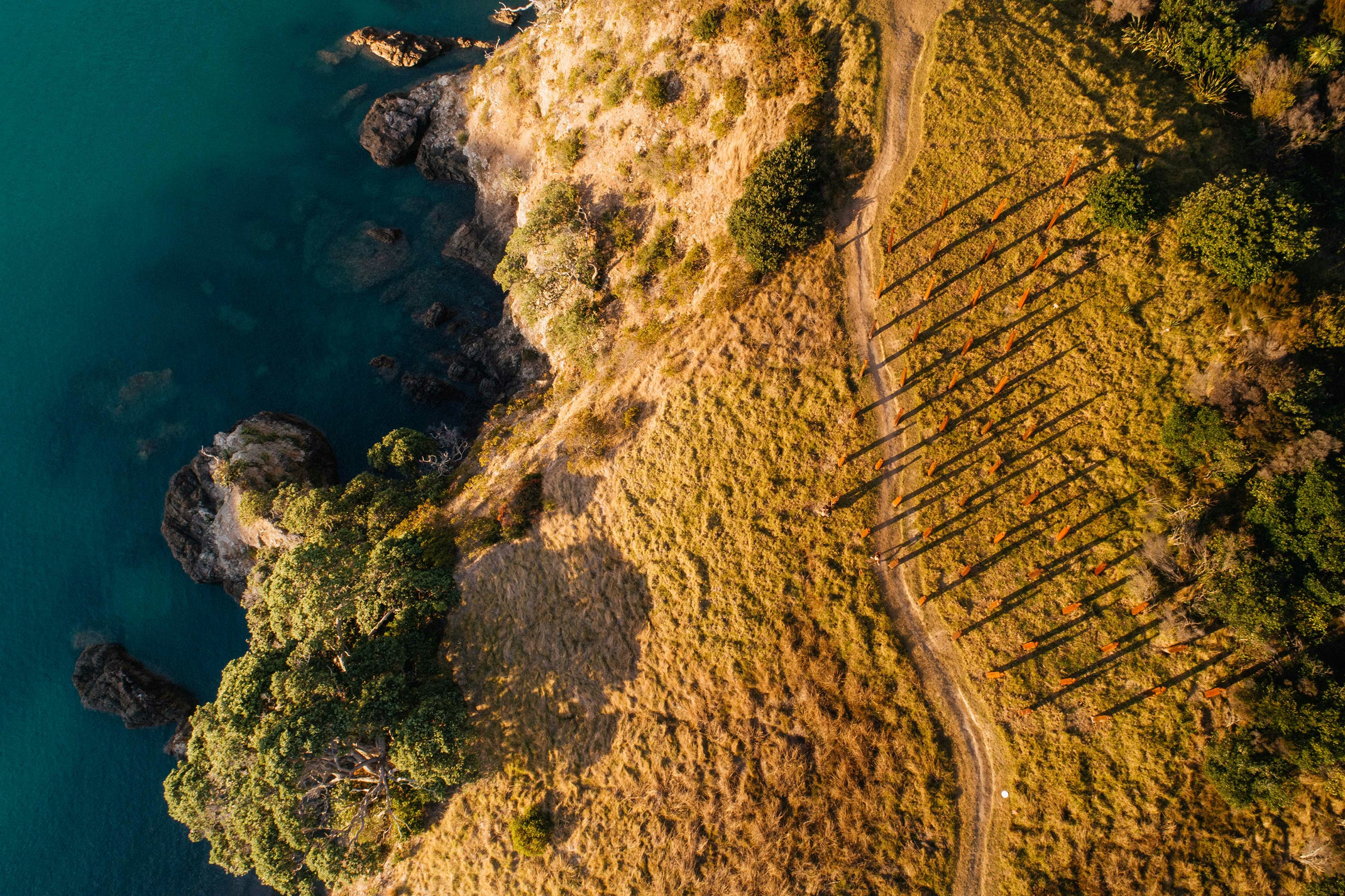 Anton Forde's work Te Kotahitanga o Whakamaru/The Unity of Protection, Sculpture on the Gulf, 2022, Matiatia Headland. The artwork comprised fifty-five contemporary pou (post) representing protection, as figures standing watch.