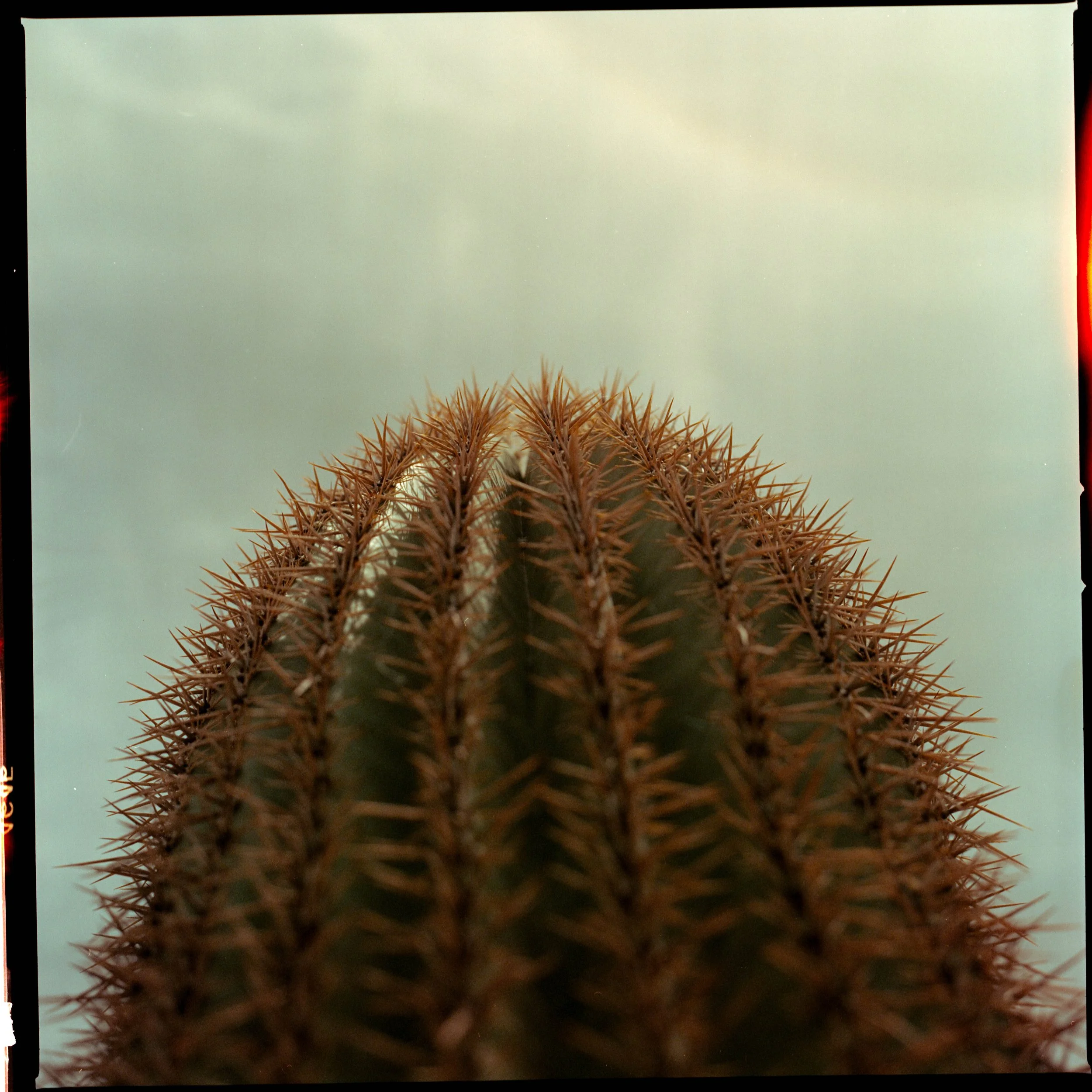 20230610-06082023_Sonoran_ (2)_Original.JPG