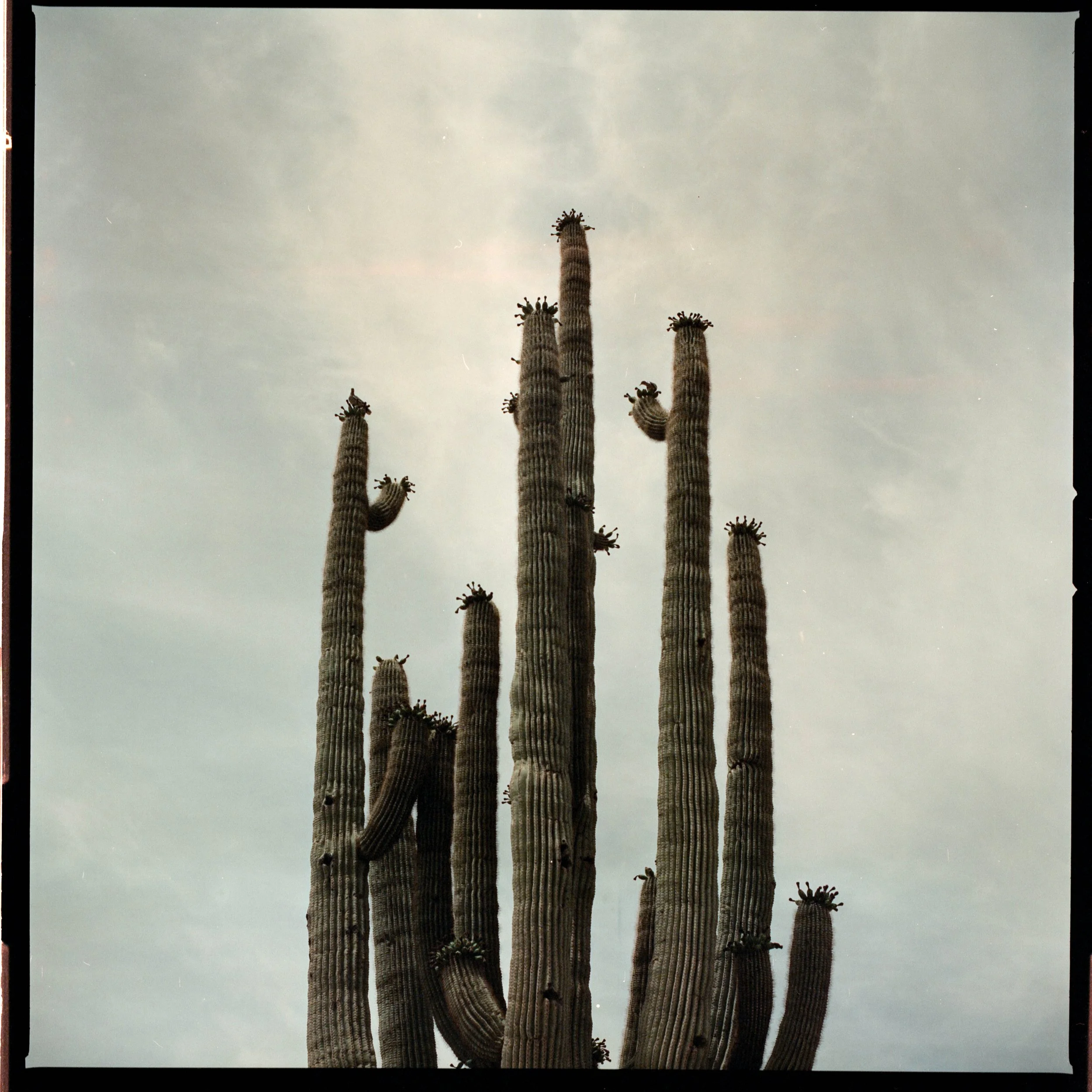 20230610-06082023_Sonoran_2 (3)_Original.JPG