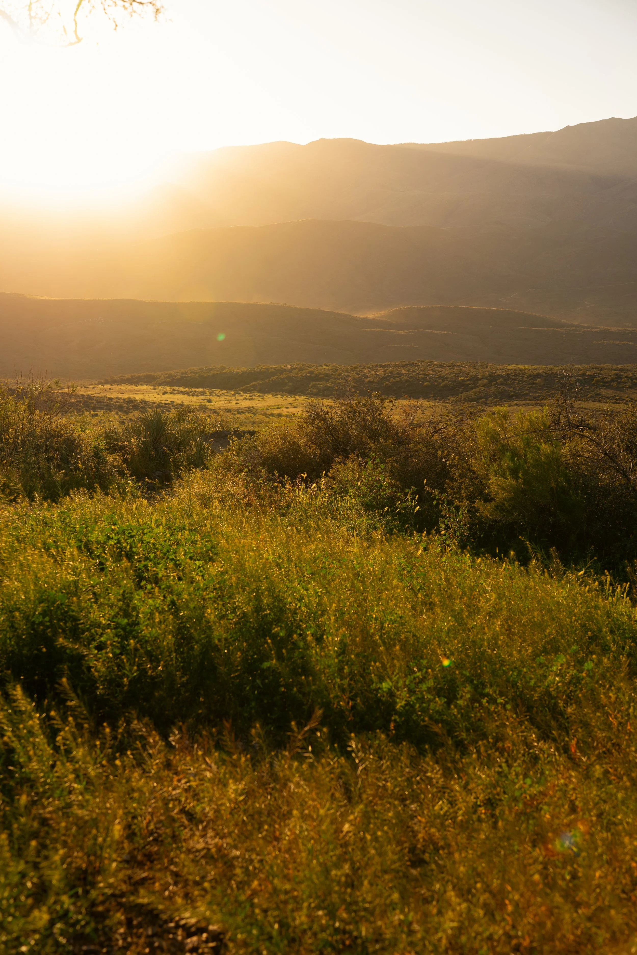 Sunset over a grassy hillside with trees and mountains in the background.