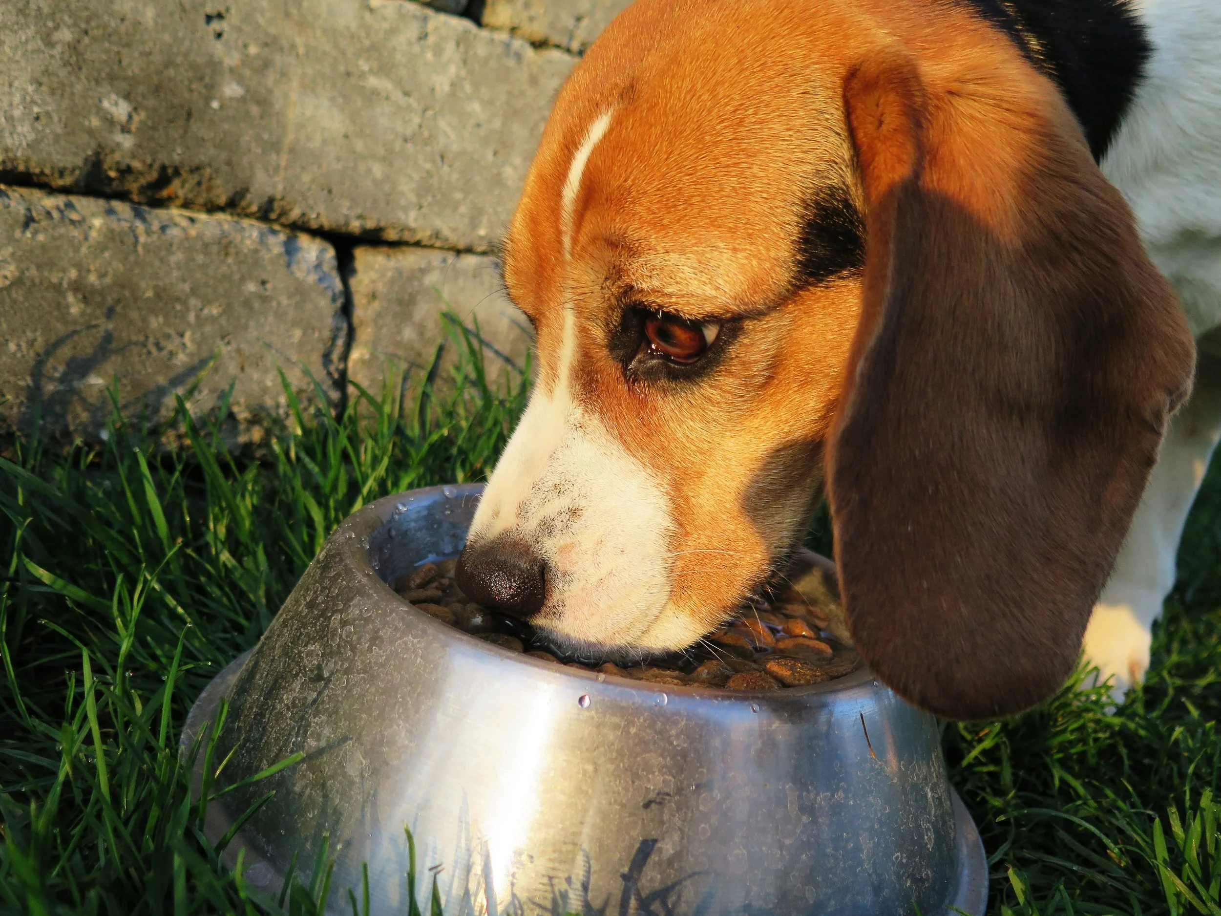A beagle dog drinking from a metal bowl outdoors on grass, with a stone wall in the background.