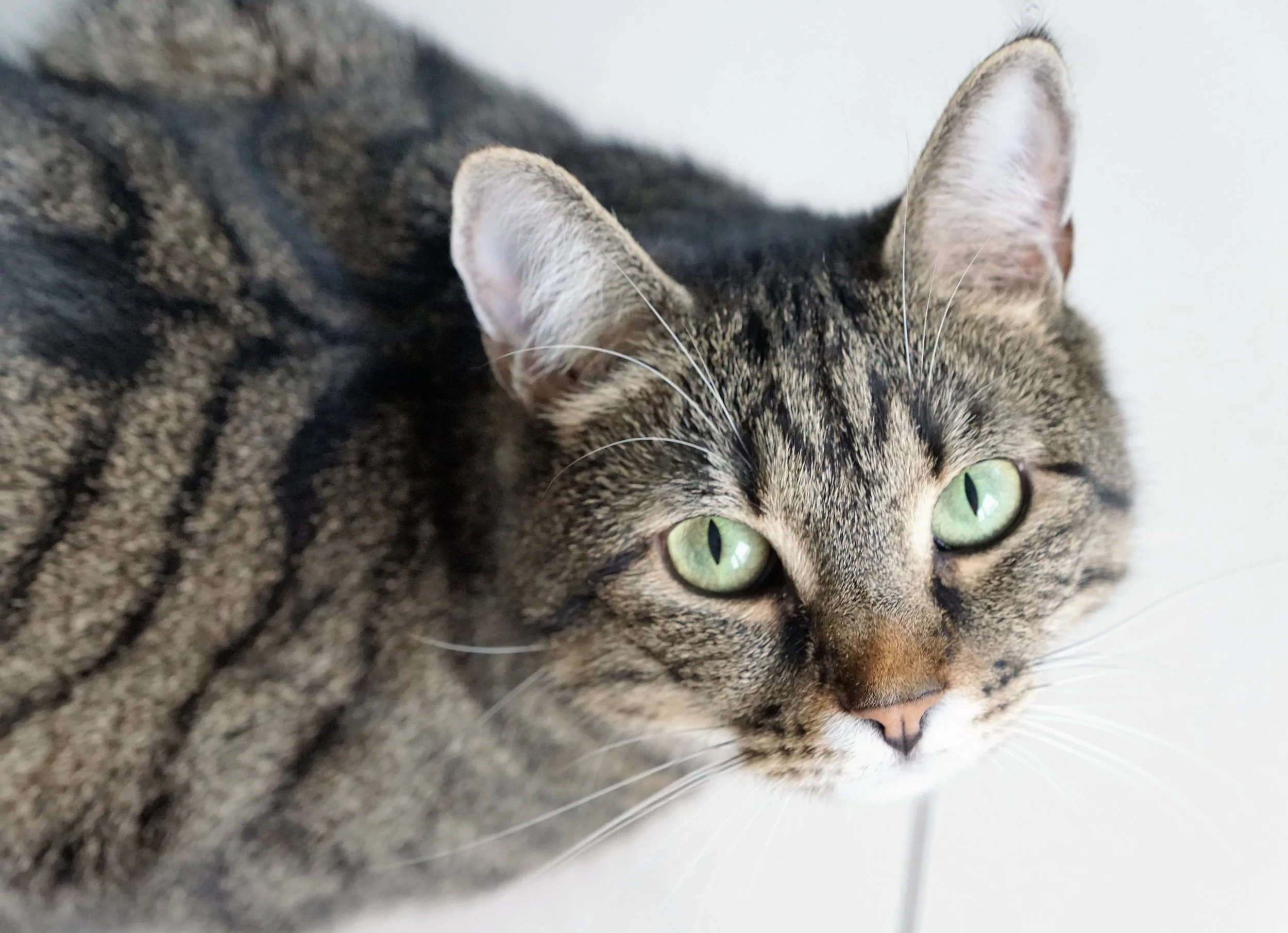 Close-up of a tabby cat with green eyes, spotted and striped fur, and pink nose, lying on a tiled floor.