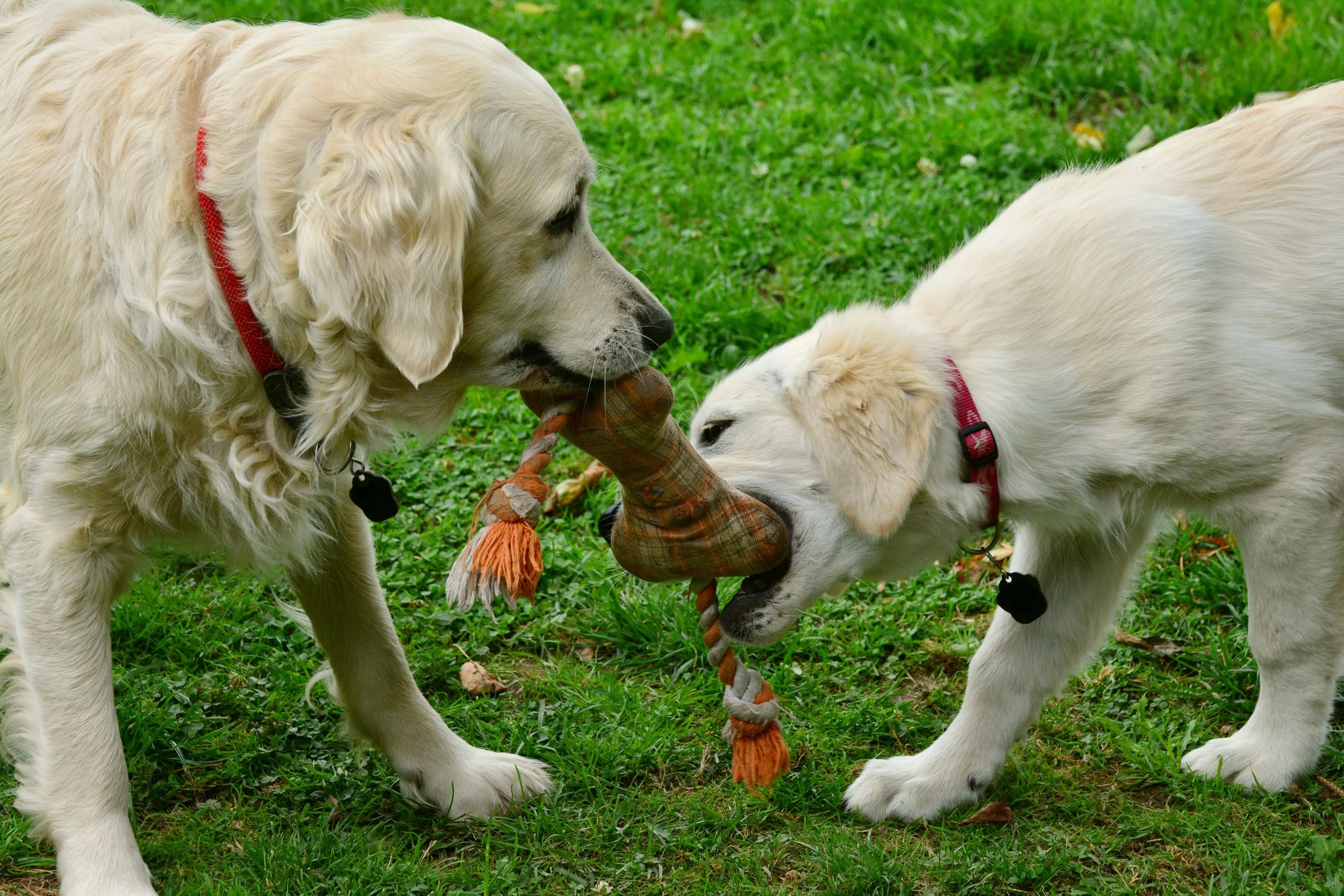 Two golden retriever puppies playing tug-of-war with a rope toy in a grassy yard.