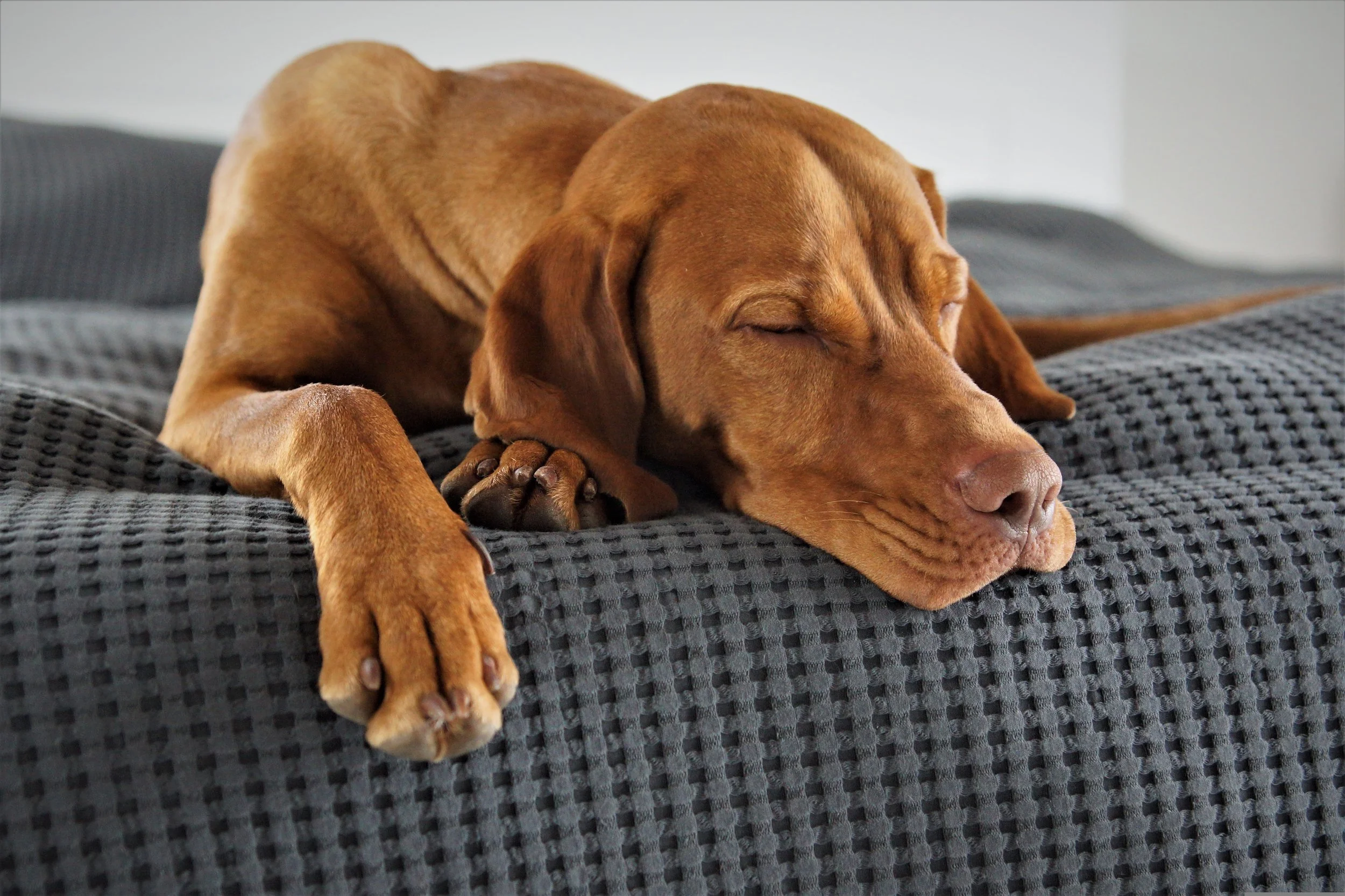 A brown dog sleeping on a dark gray textured blanket.