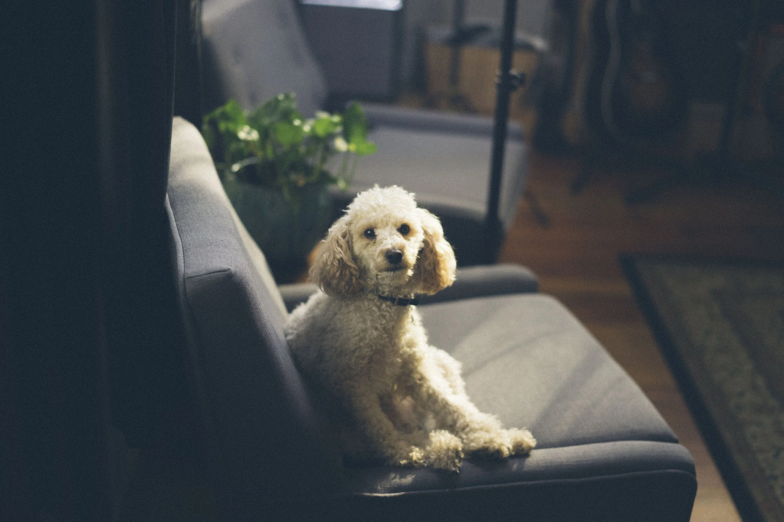 A small white poodle sitting on a gray couch in a cozy, modern living room with a brick wall and wooden floor.