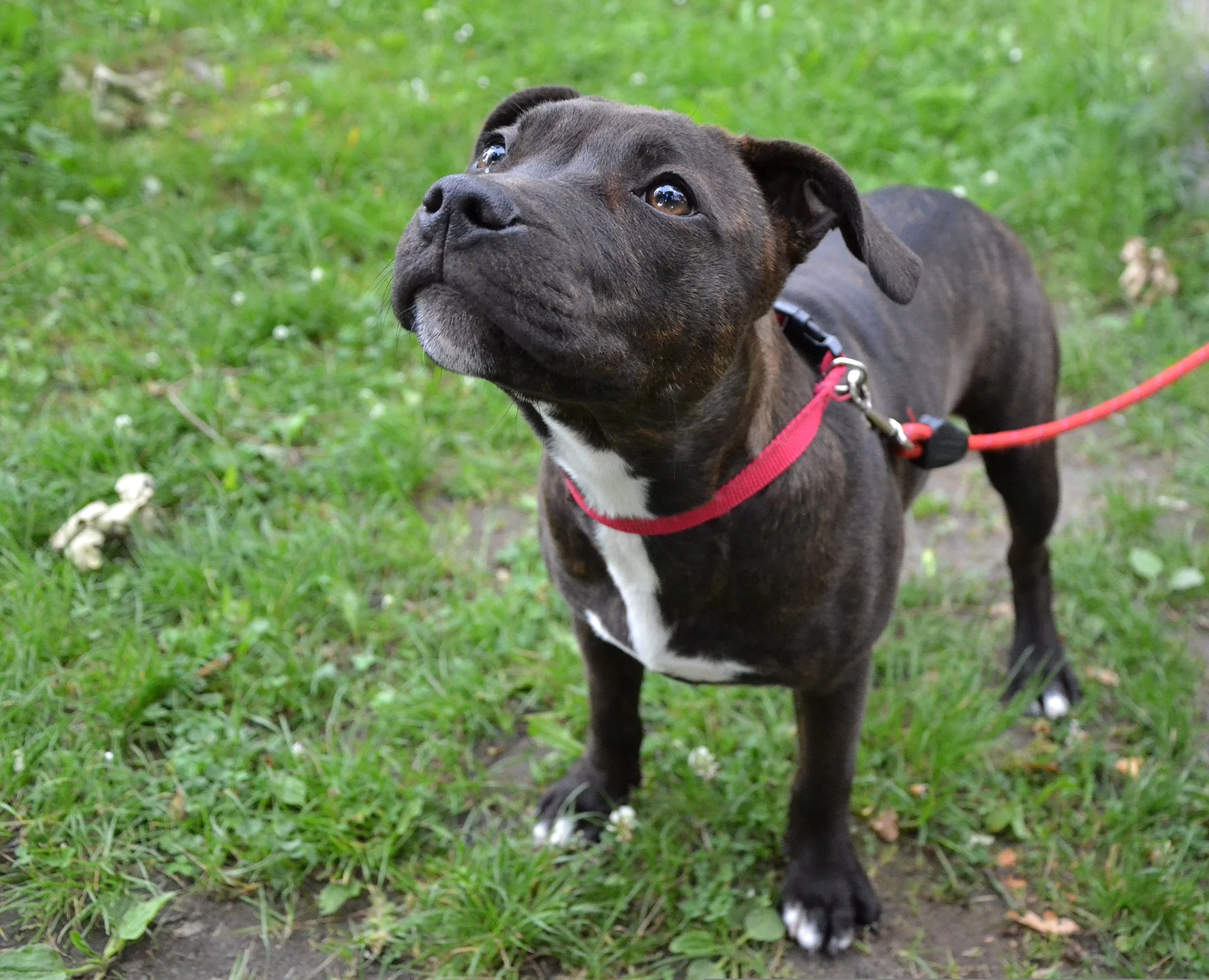 A black and white pitbull puppy wearing a red leash, standing on grass, looking upward with a curious expression.