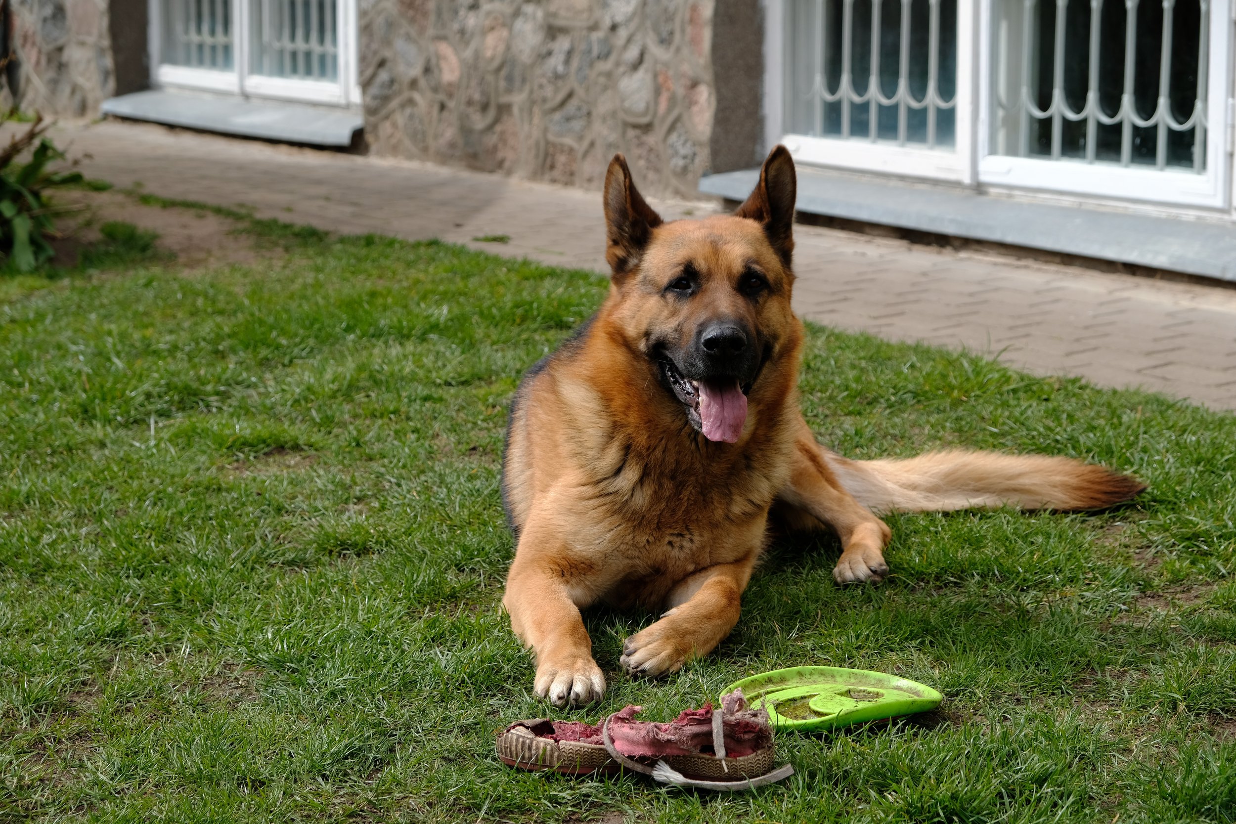 A happy German shepherd dog lying on a grassy yard with a worn red shoe and a green frisbee in front of it, near a brick and stone building with white barred doors.