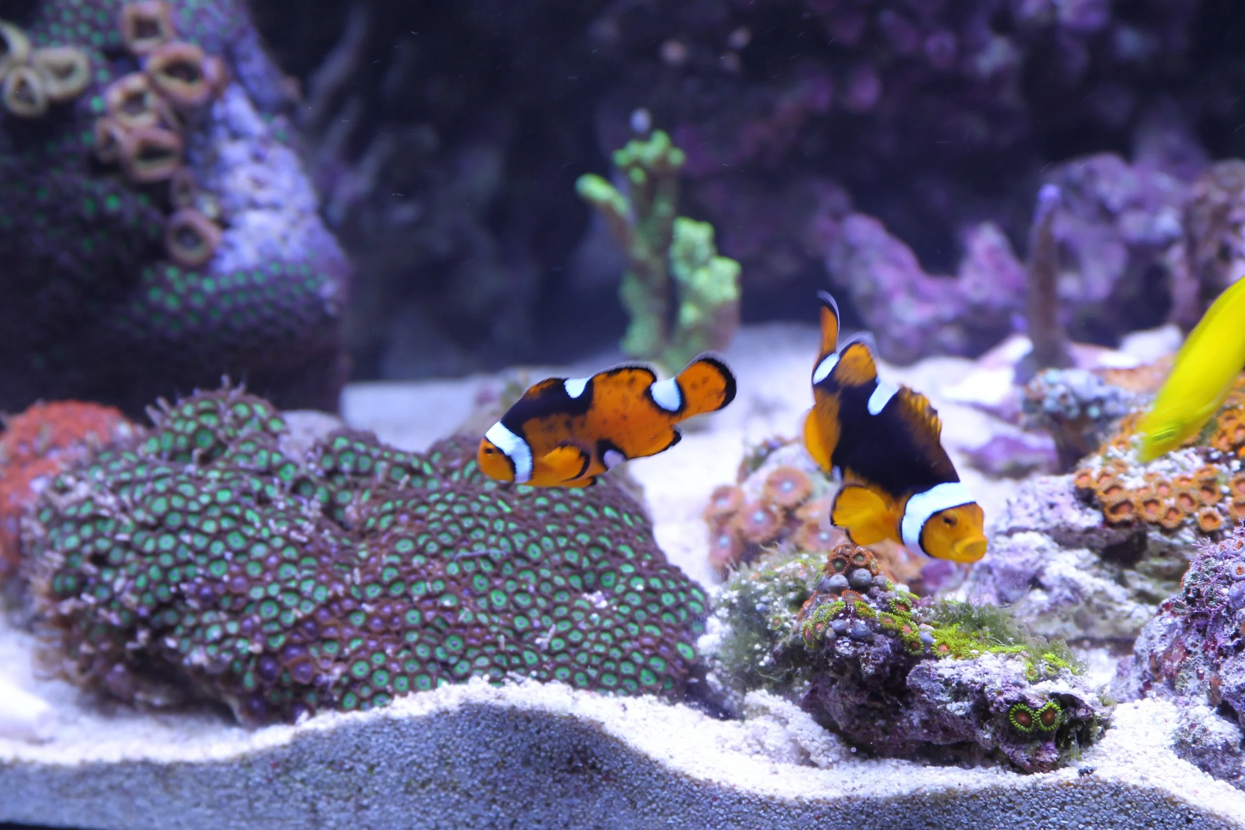 Two clownfish swimming in a coral reef with various colorful corals and marine organisms.