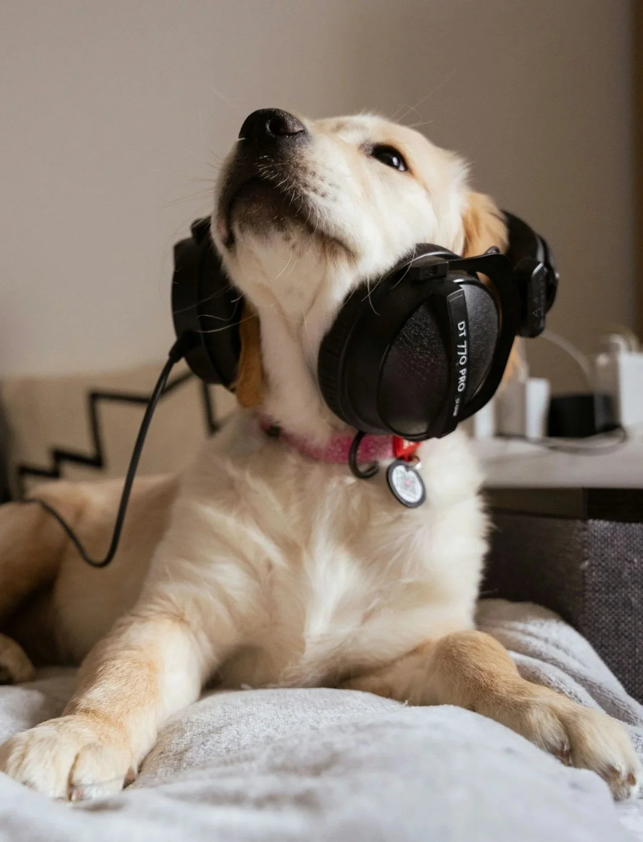 A dog with a camera around its neck, sitting on a bed.