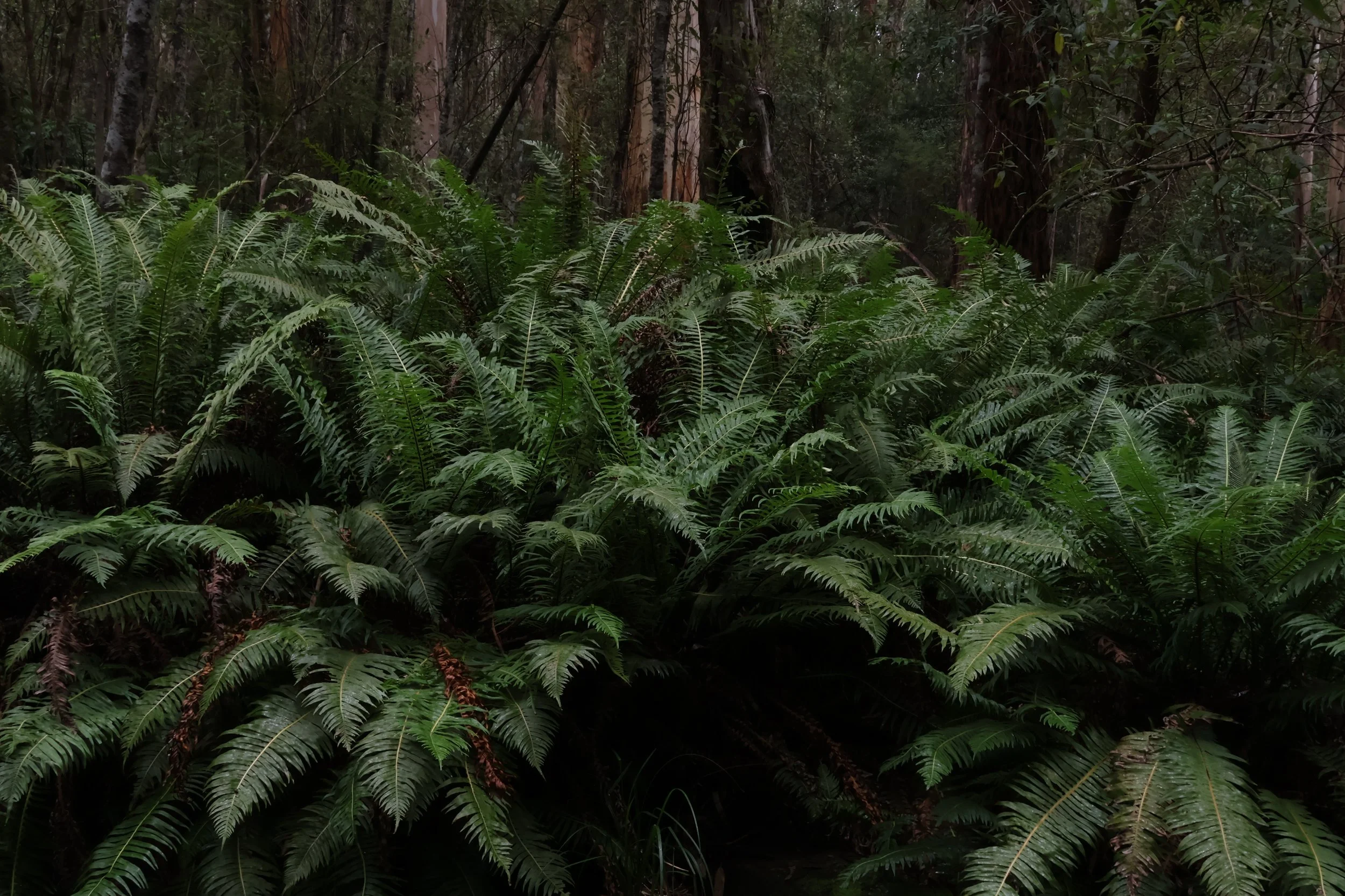Lorne Ferns, 2024