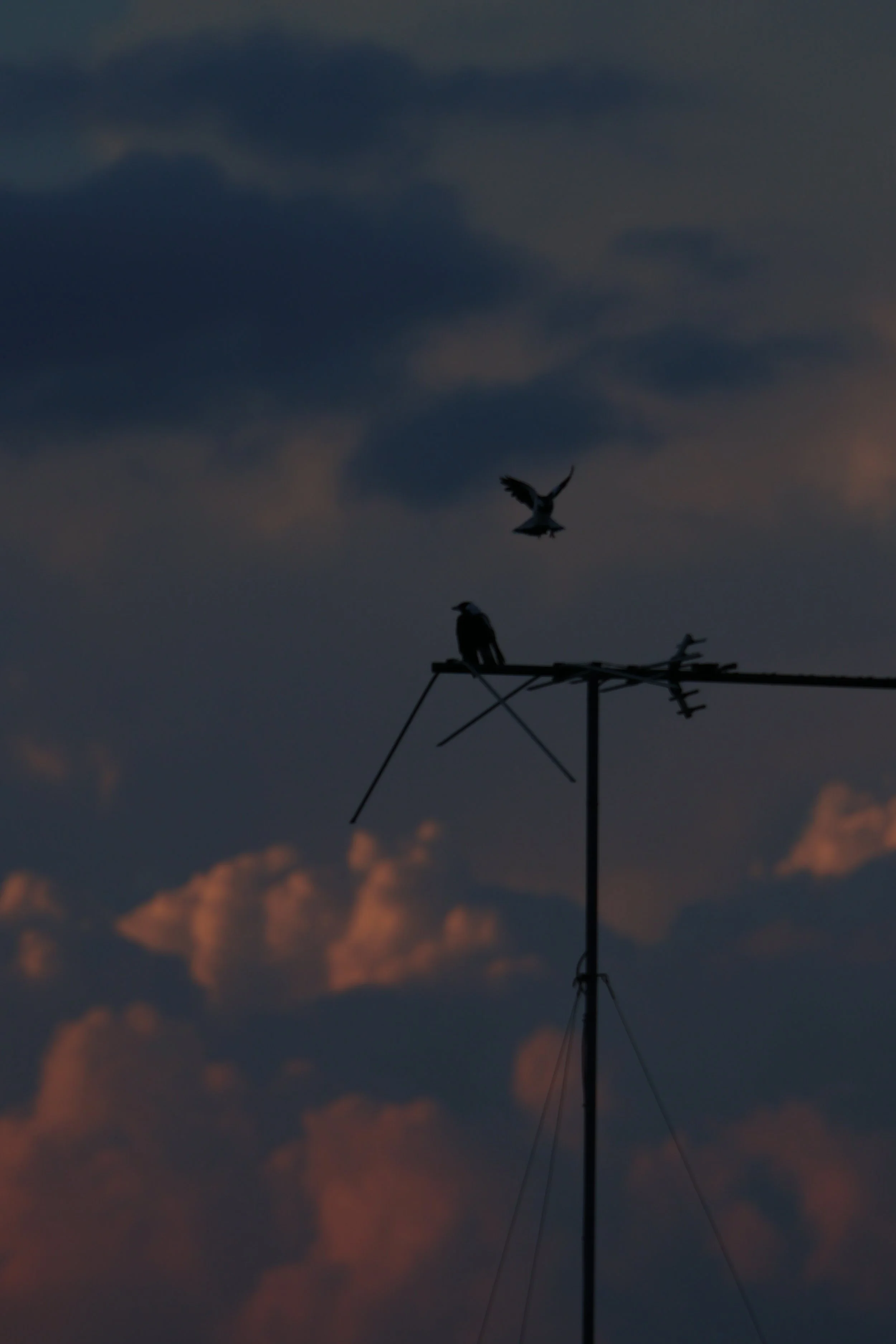 Crows at Dusk, 2026