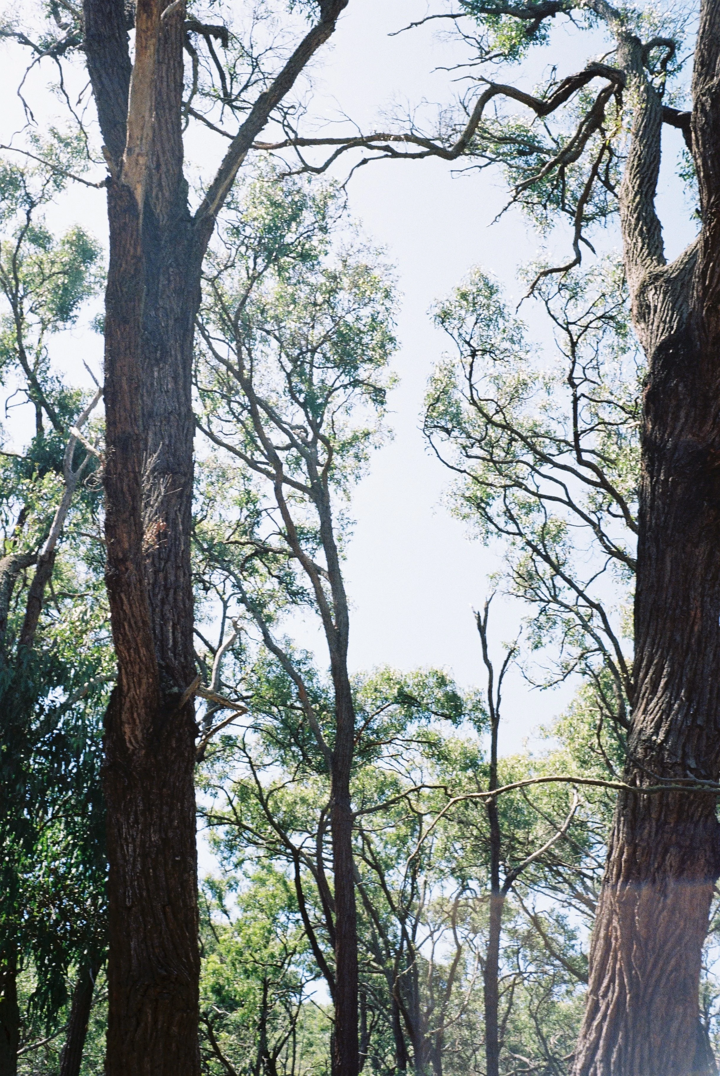 Point Addis, 2026 - Olympus Film