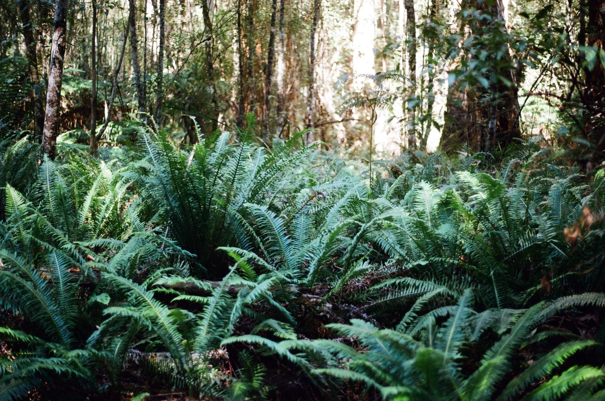Lorne, 2022 - Olympus Film