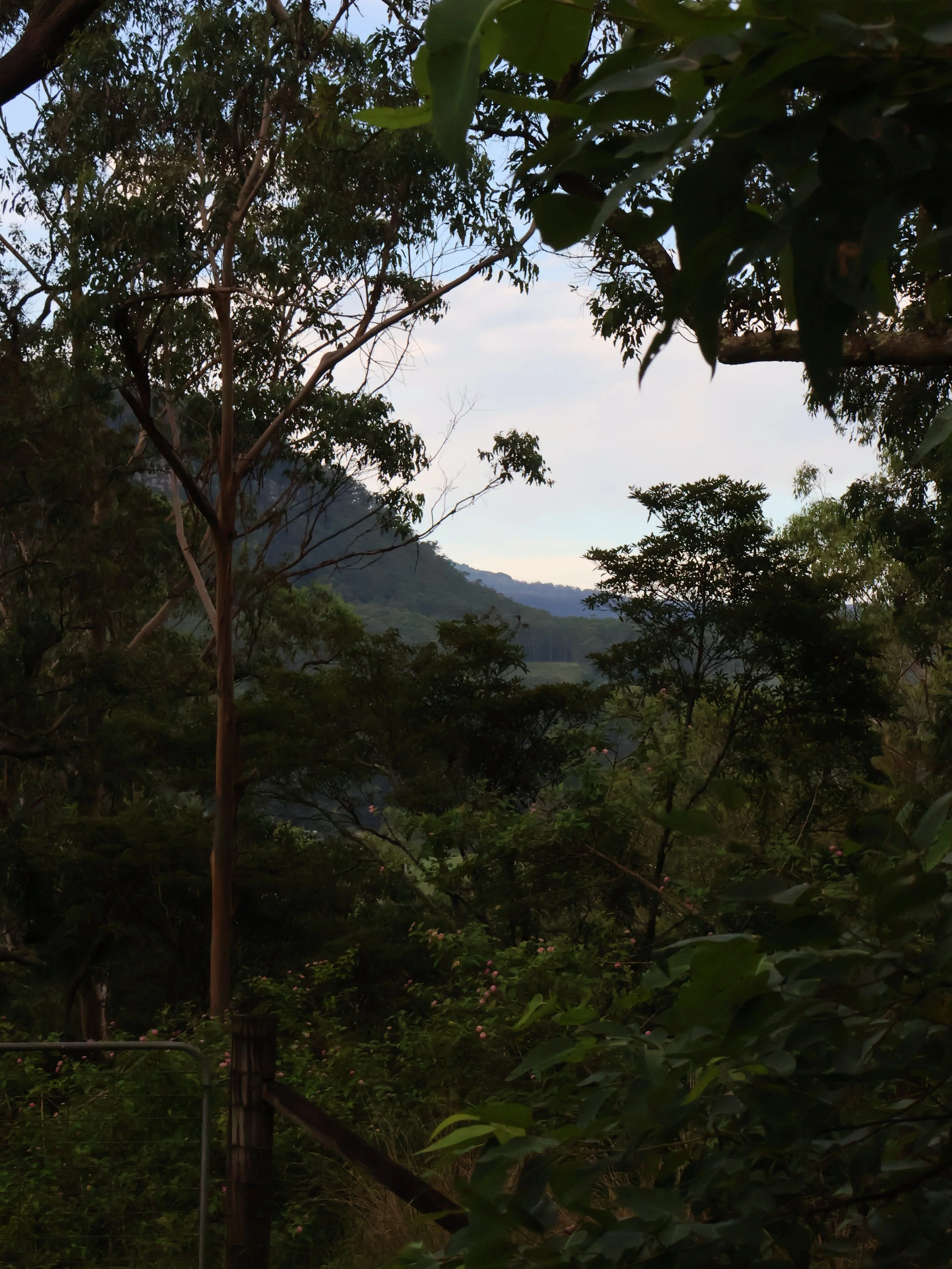 Kangaroo Valley, 2024