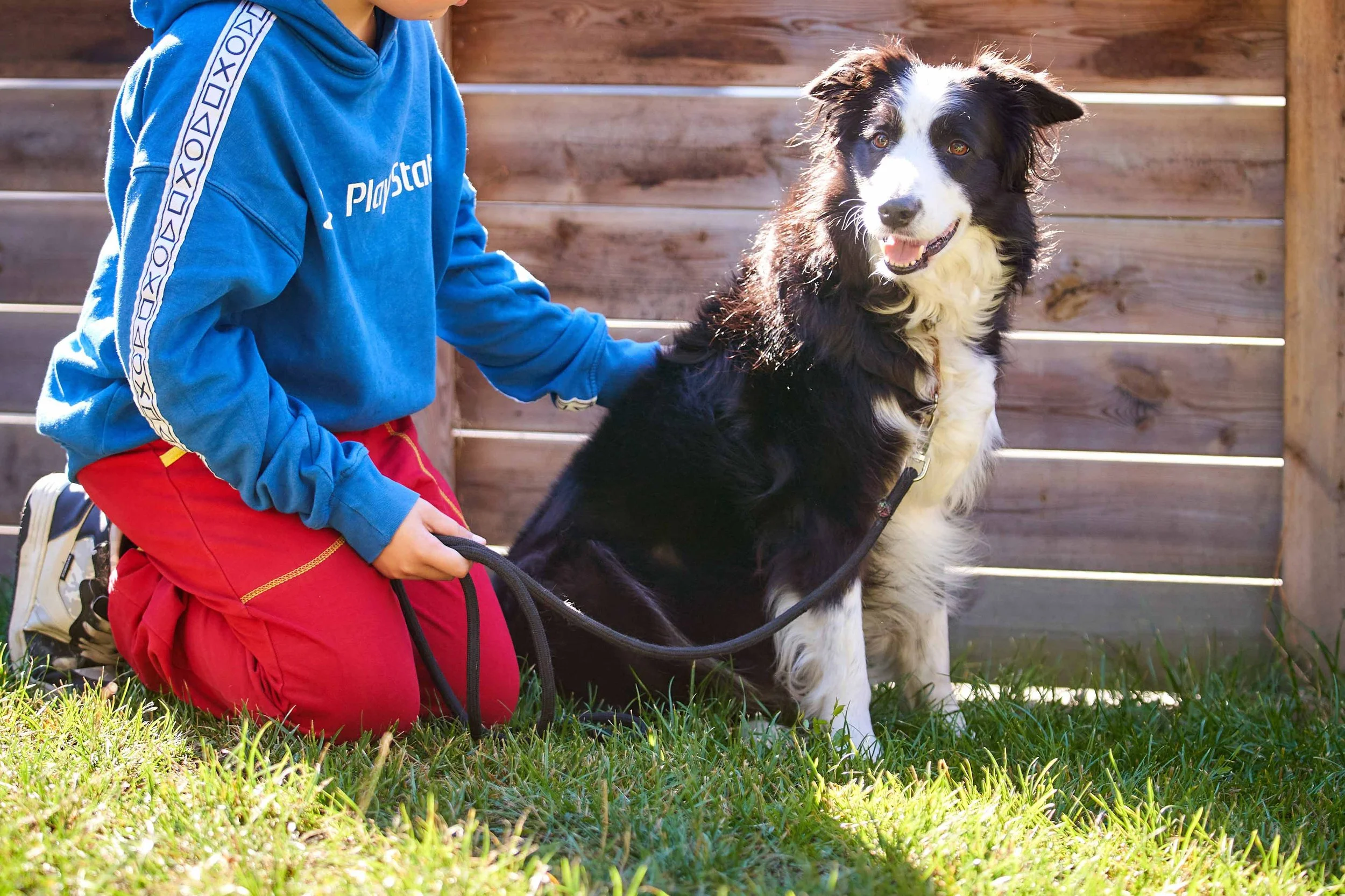 A person wearing a blue hoodie and red pants kneeling on the grass, holding a black and white Australian Shepherd dog with a leash, in front of a wooden fence.