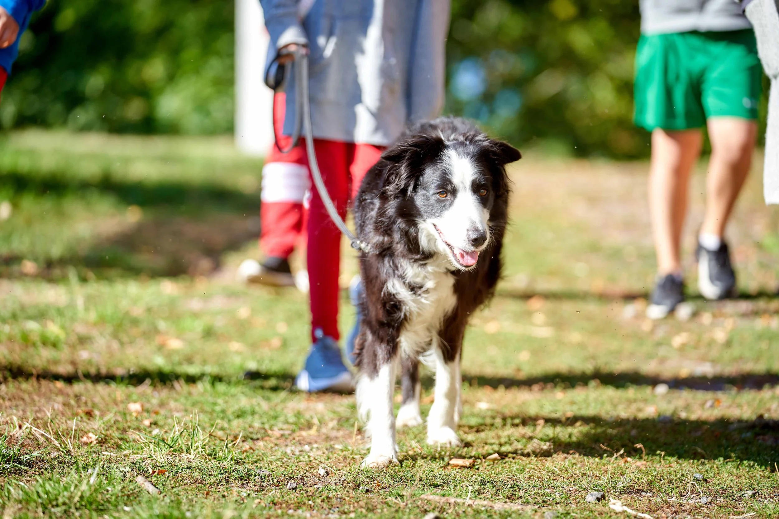 A black and white Border Collie walking on a grassy trail with children in colorful clothing in the background.