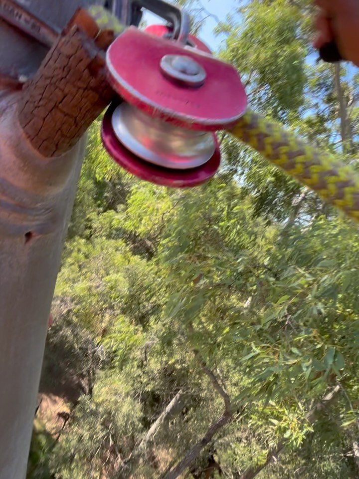 Speed linings been on the agenda lately 🌳- 0412764946