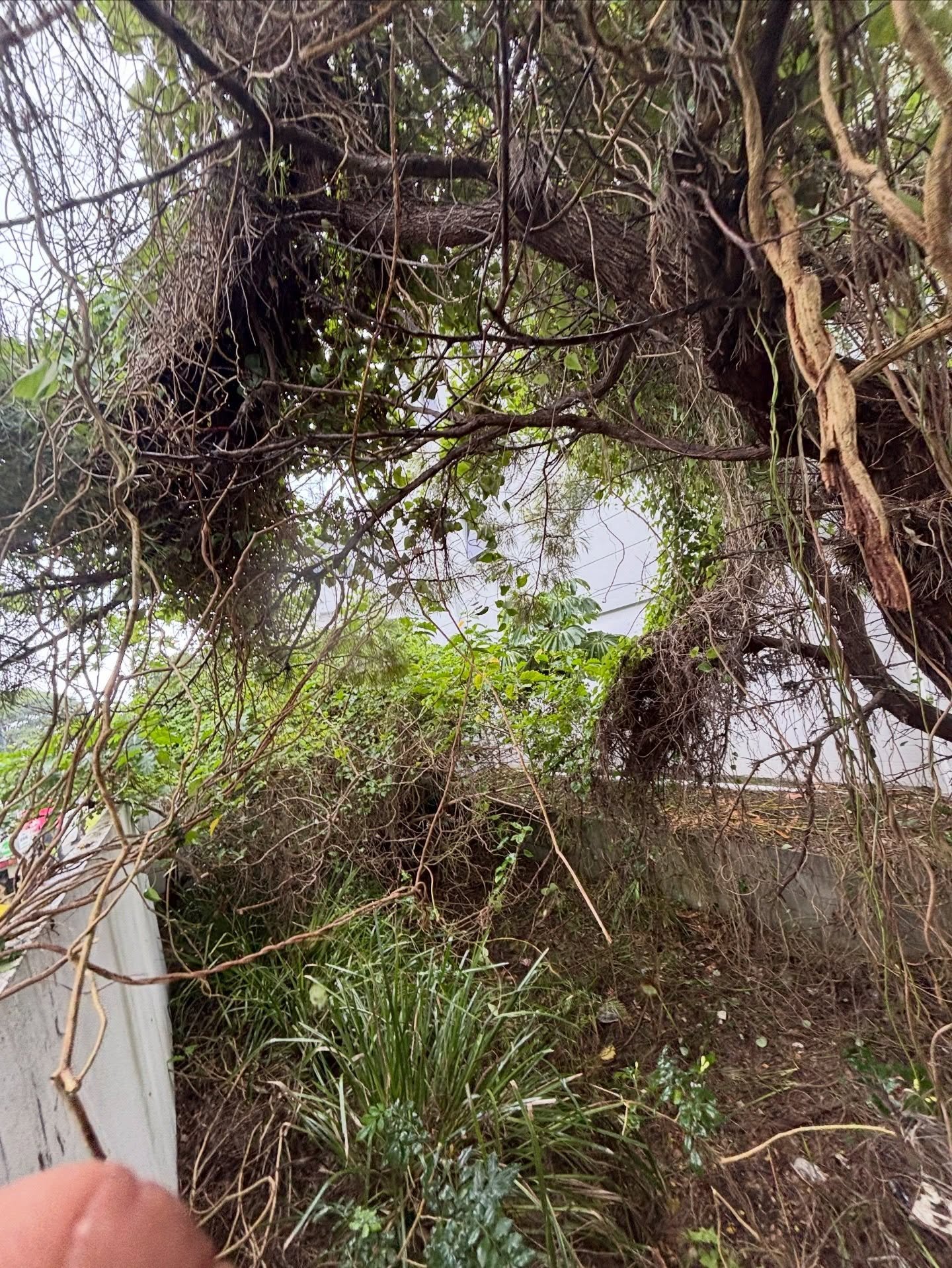 Well needed sticky clean out of a drain for a complex in Hope island - 0412764946