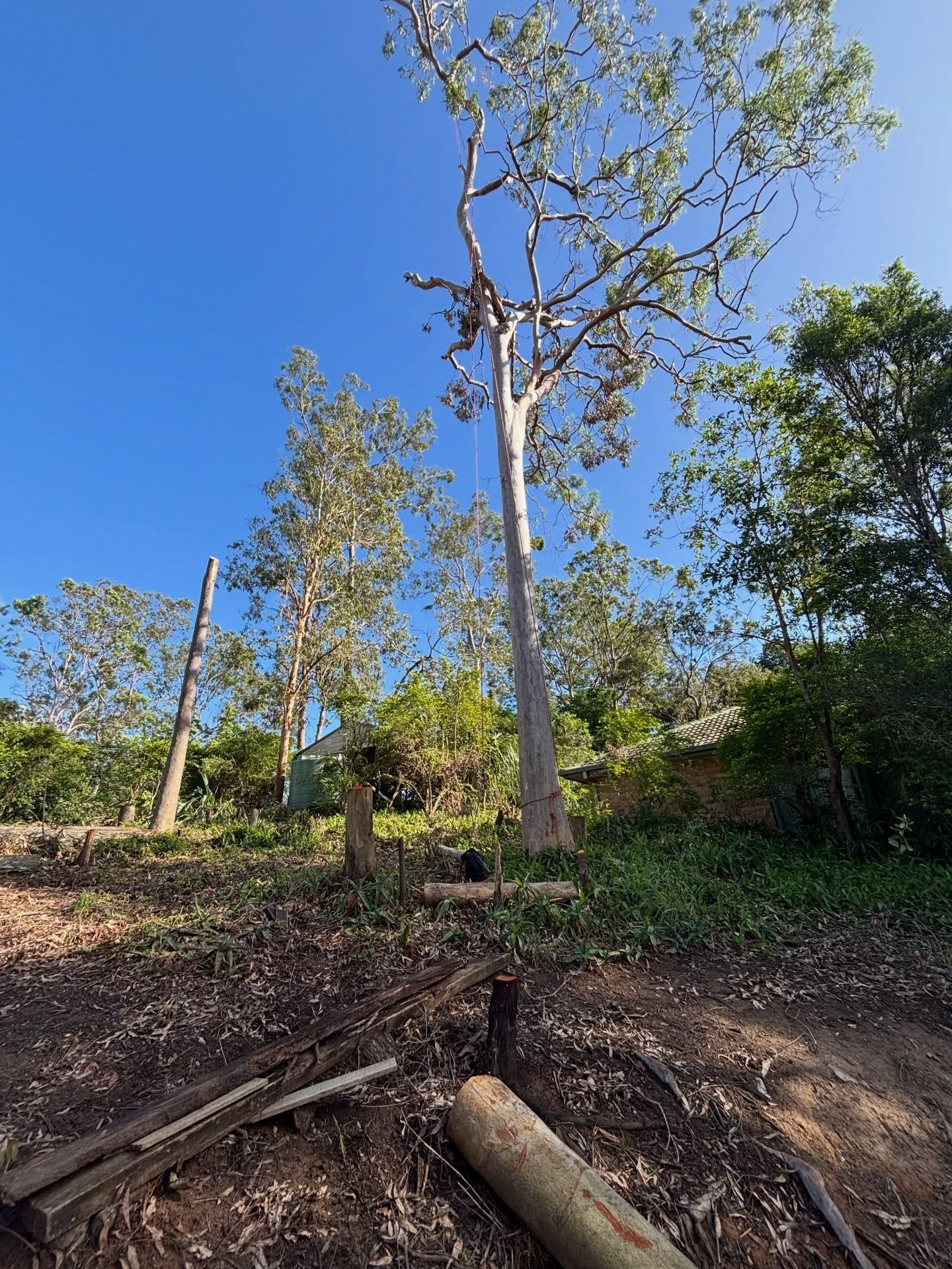Nice Saturday Mahi in Ipswich, nice big straight gummy stem on this one for free quotes 0412764946