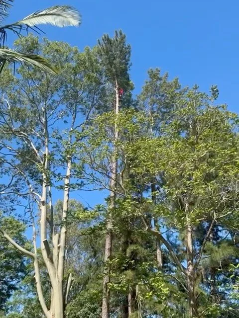 POV Action, nice tall skinny pine removal in Nerang 🌳
For free quotes - 0412764946