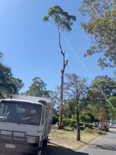 Another big removal in a tight spot 🪢
For free quotes - 0412764946