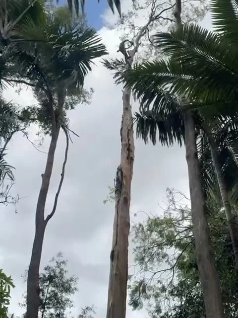 40m Gum removal in east Brisbane 🌳 
For free quotes - 0412764946